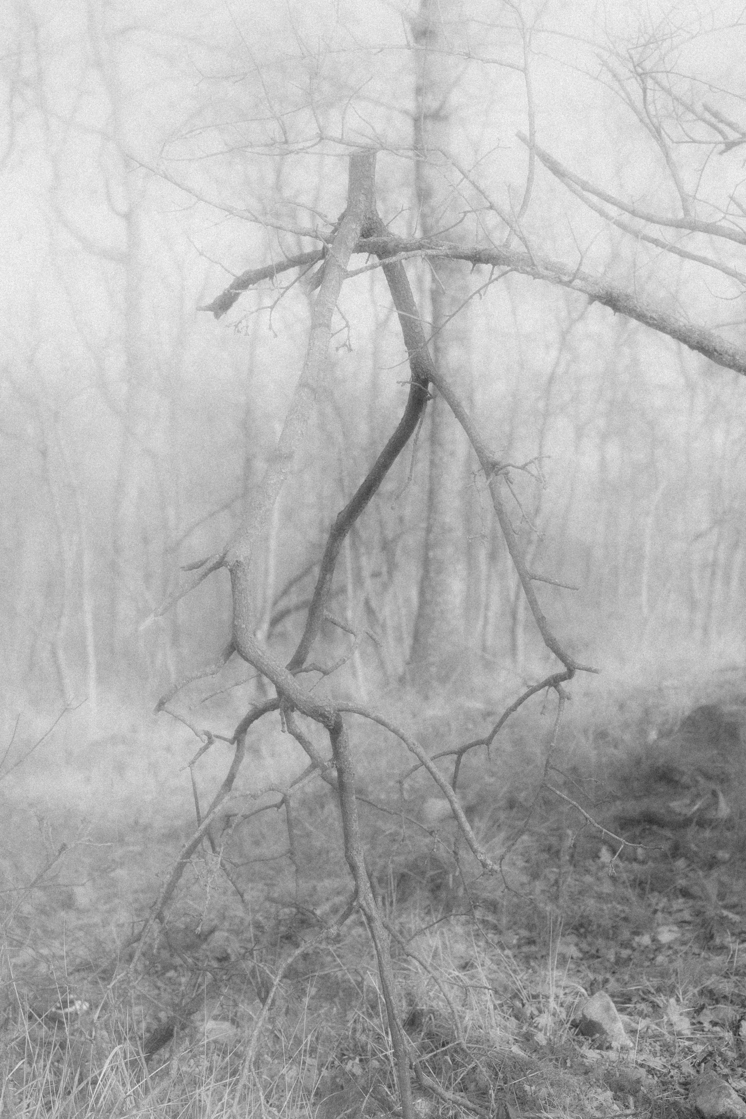 “let the wolf howl in the night”. Anna Guseva | Visual artist