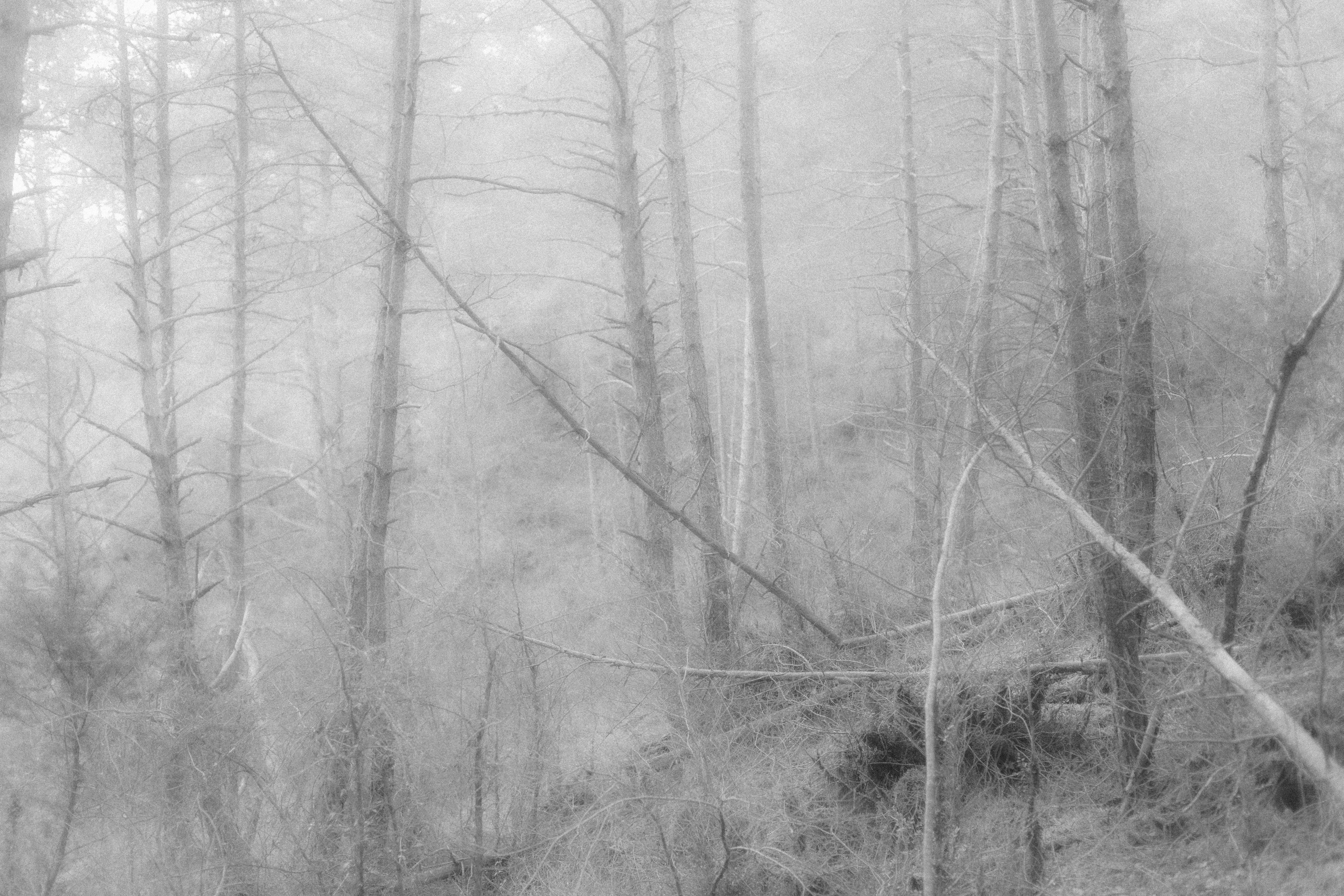 “let the wolf howl in the night”. Anna Guseva | Visual artist