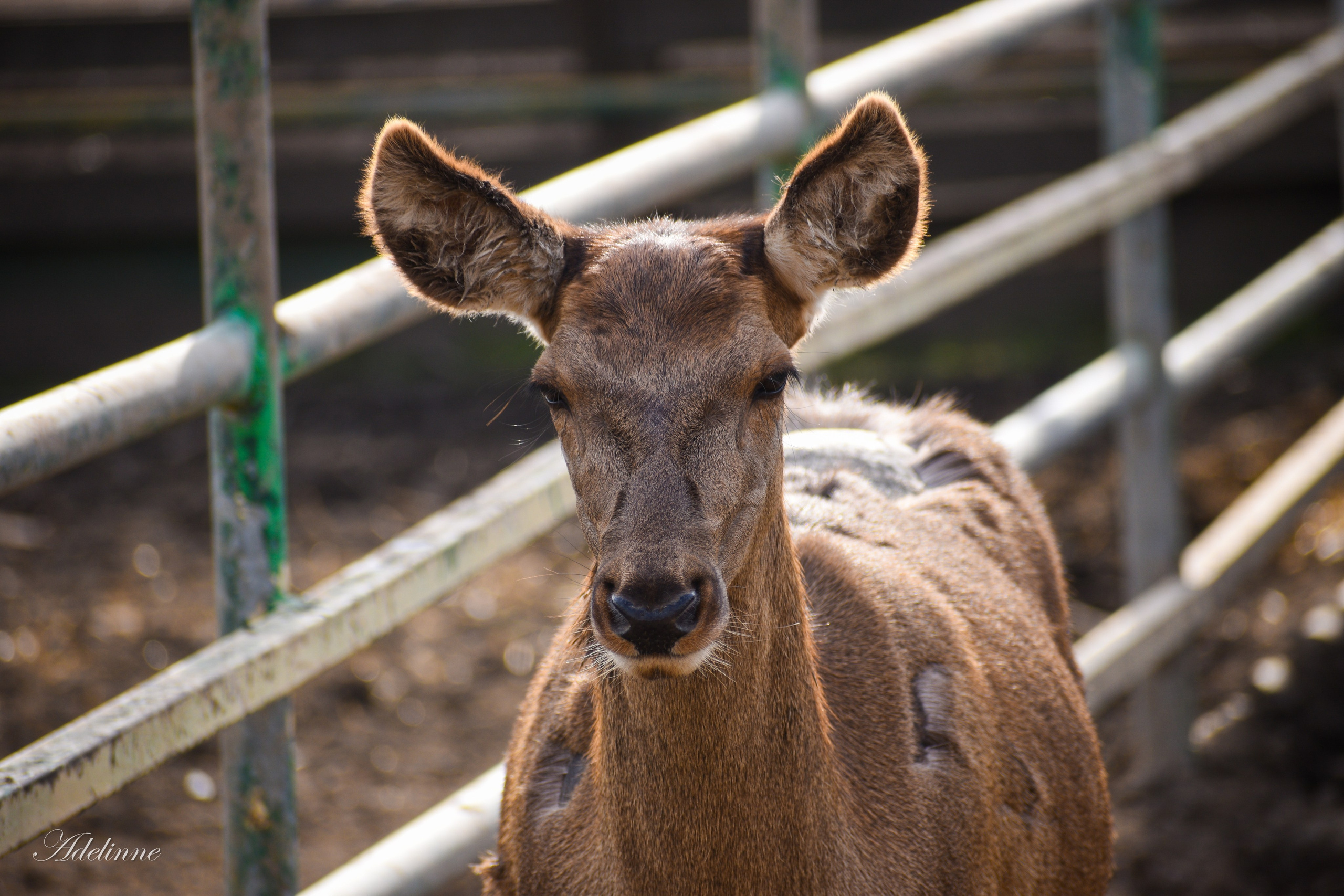 Nature❤️. Adelinne