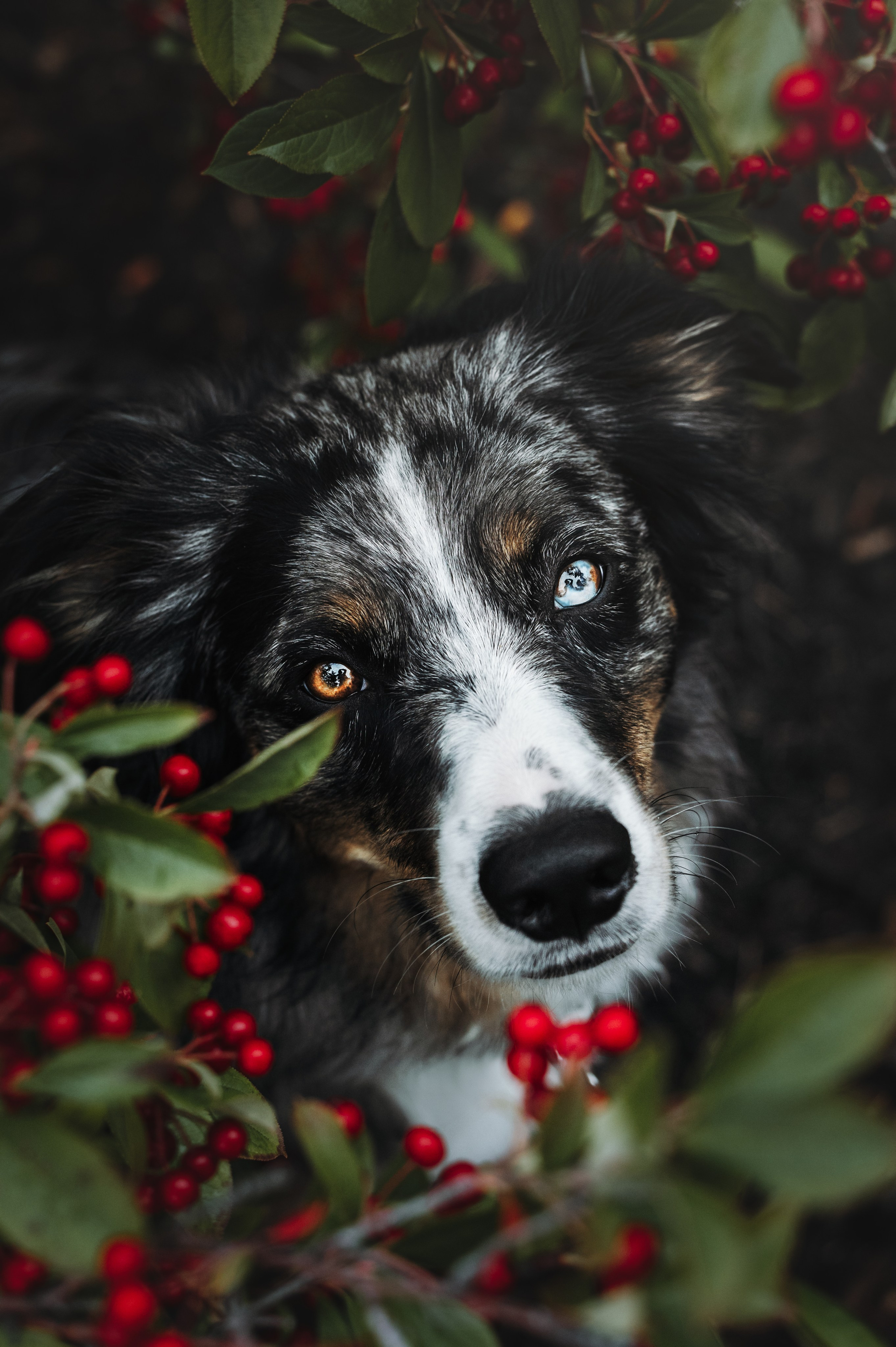 Pet Photographer Viktoriya Aleshenko