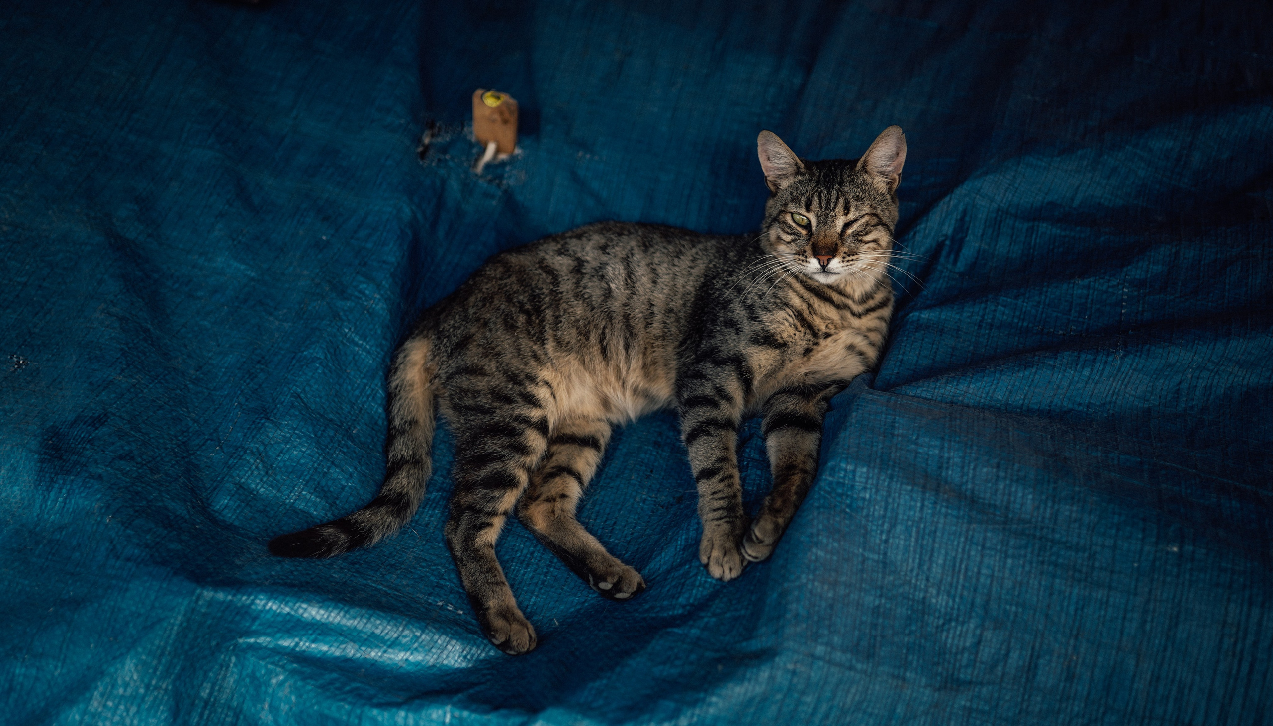 Кот шпедингера. Стрит-фотография, полная абсурда, идиотизма и красоты