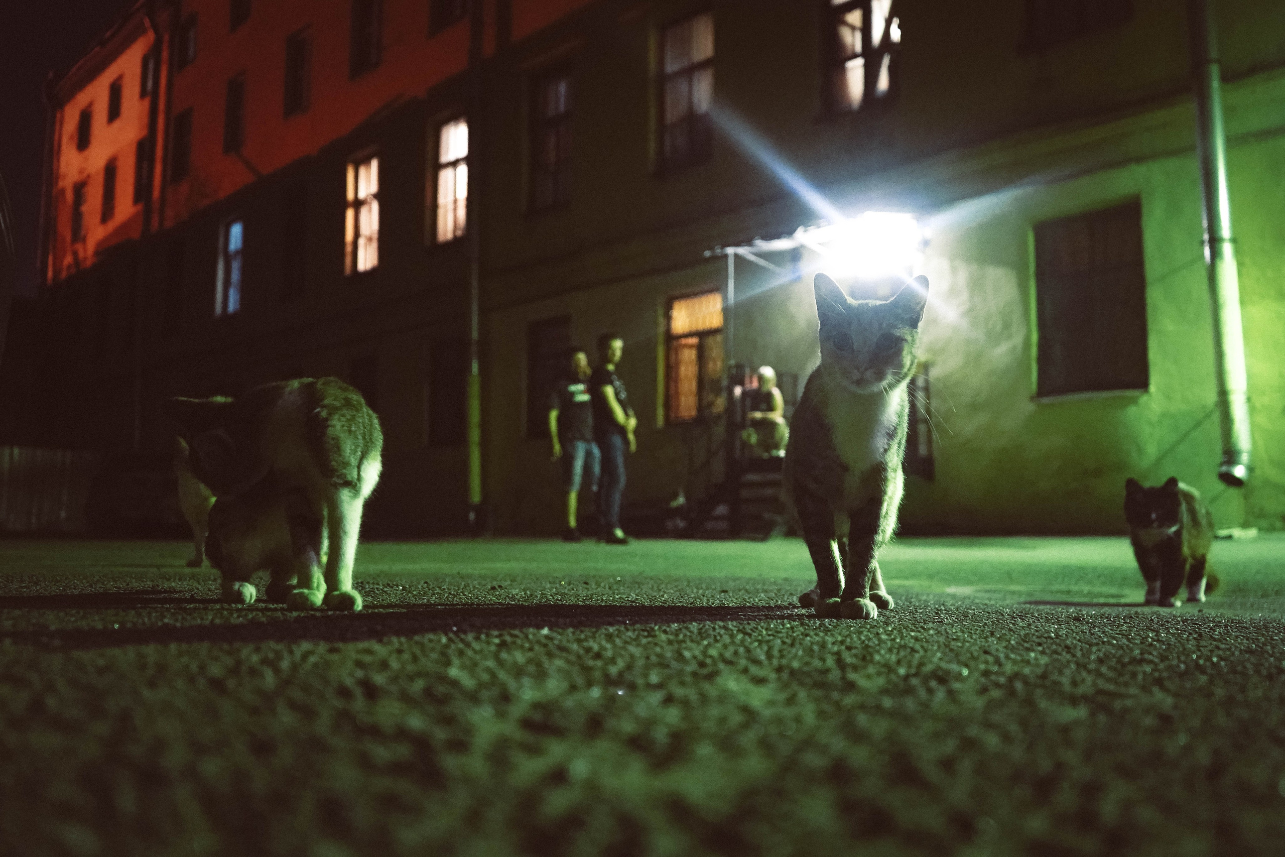 Кот шпедингера. Стрит-фотография, полная абсурда, идиотизма и красоты