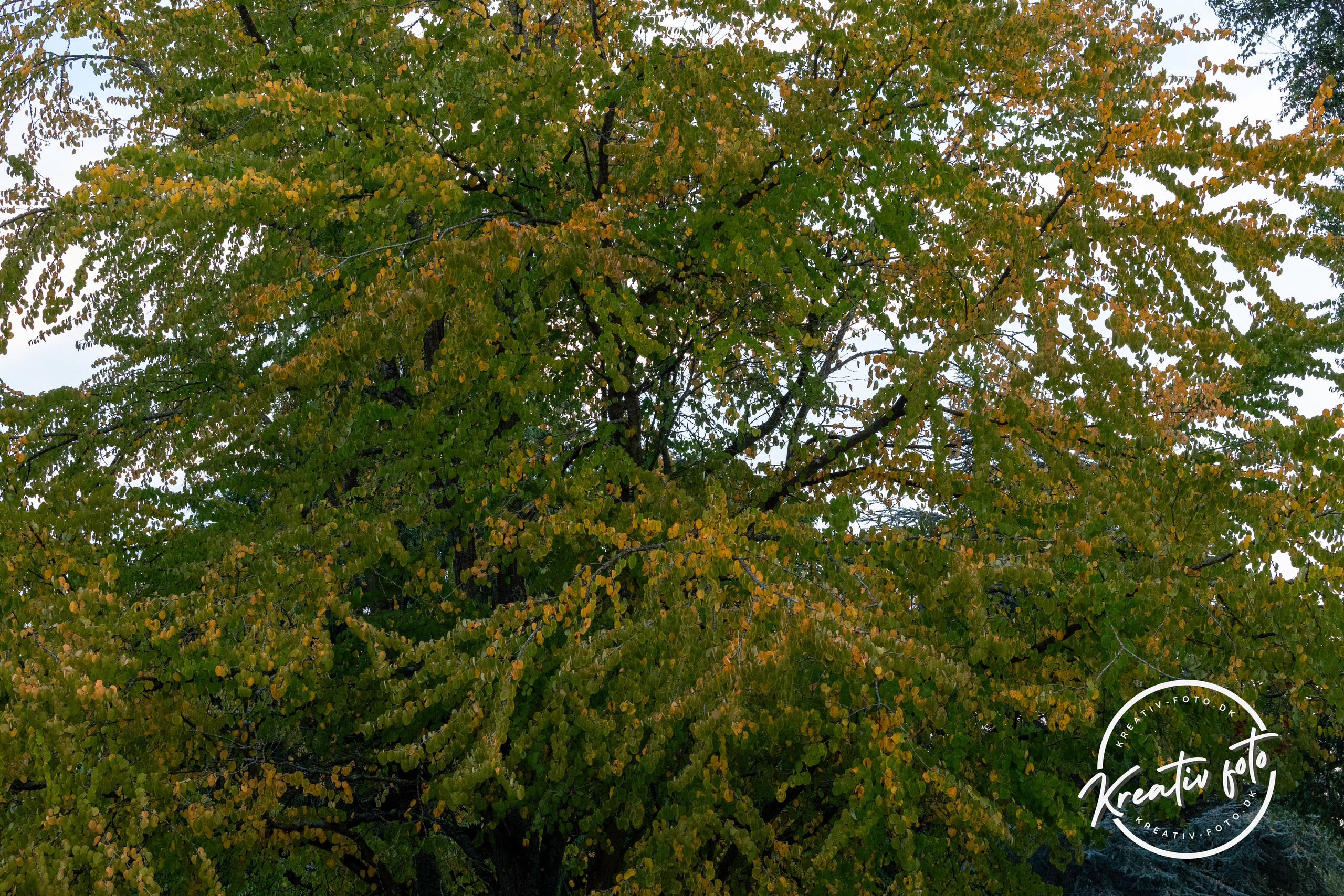 Efterår. Fotograf Aarhus | Portrætfoto Århus | Flotte billeder