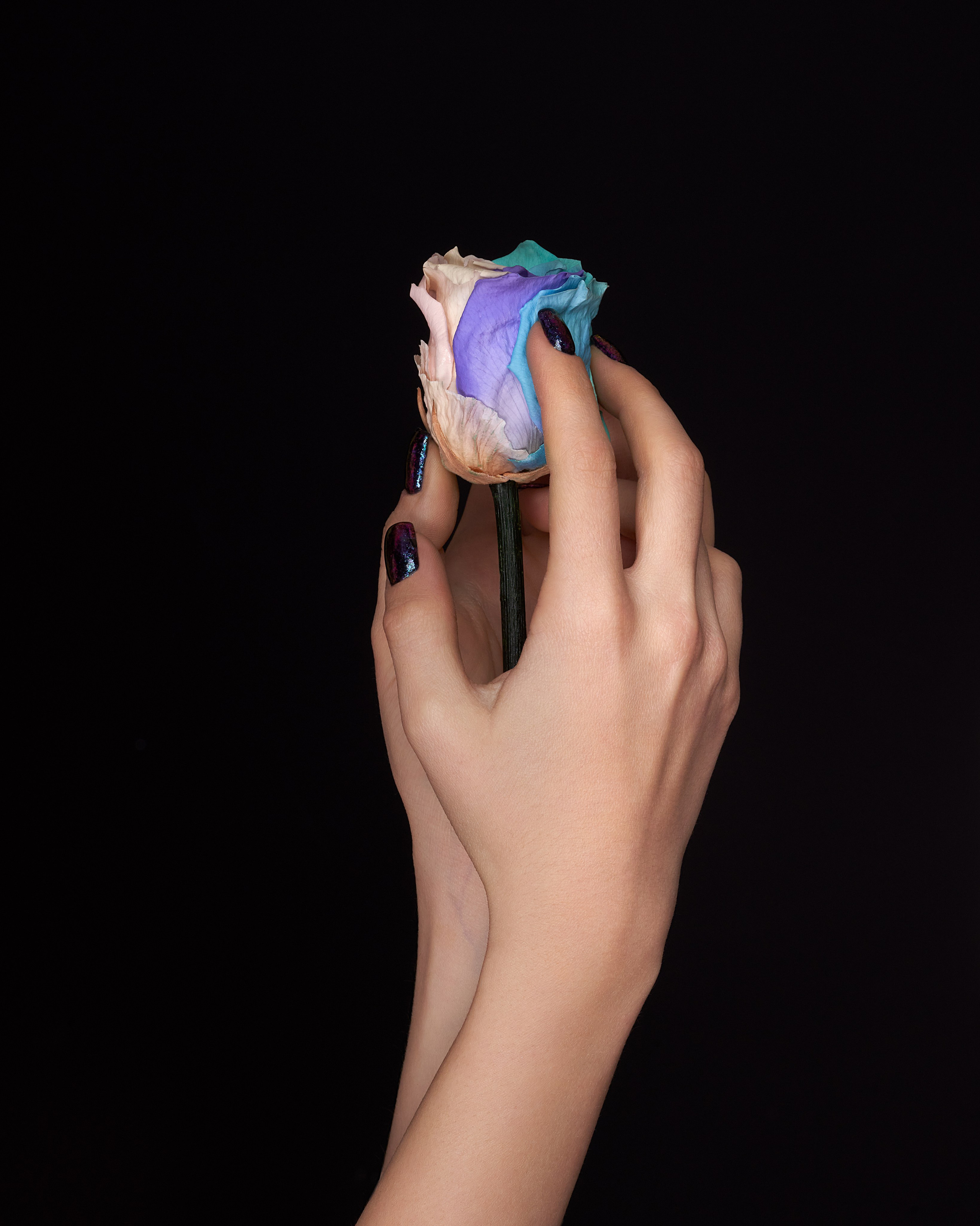 Beauty. Alireza Sahebi Photographer