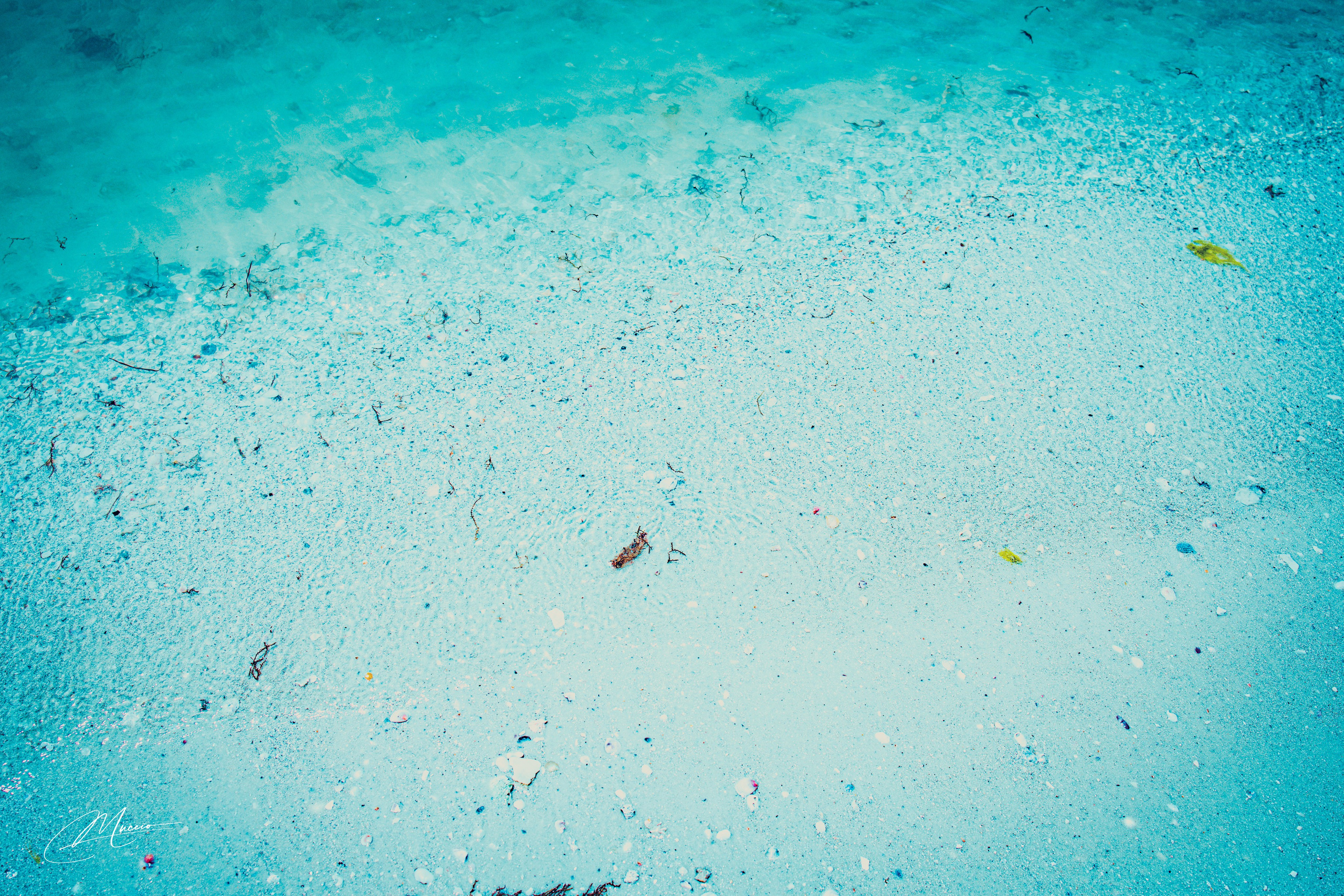 Fort Myers. Out and About 239