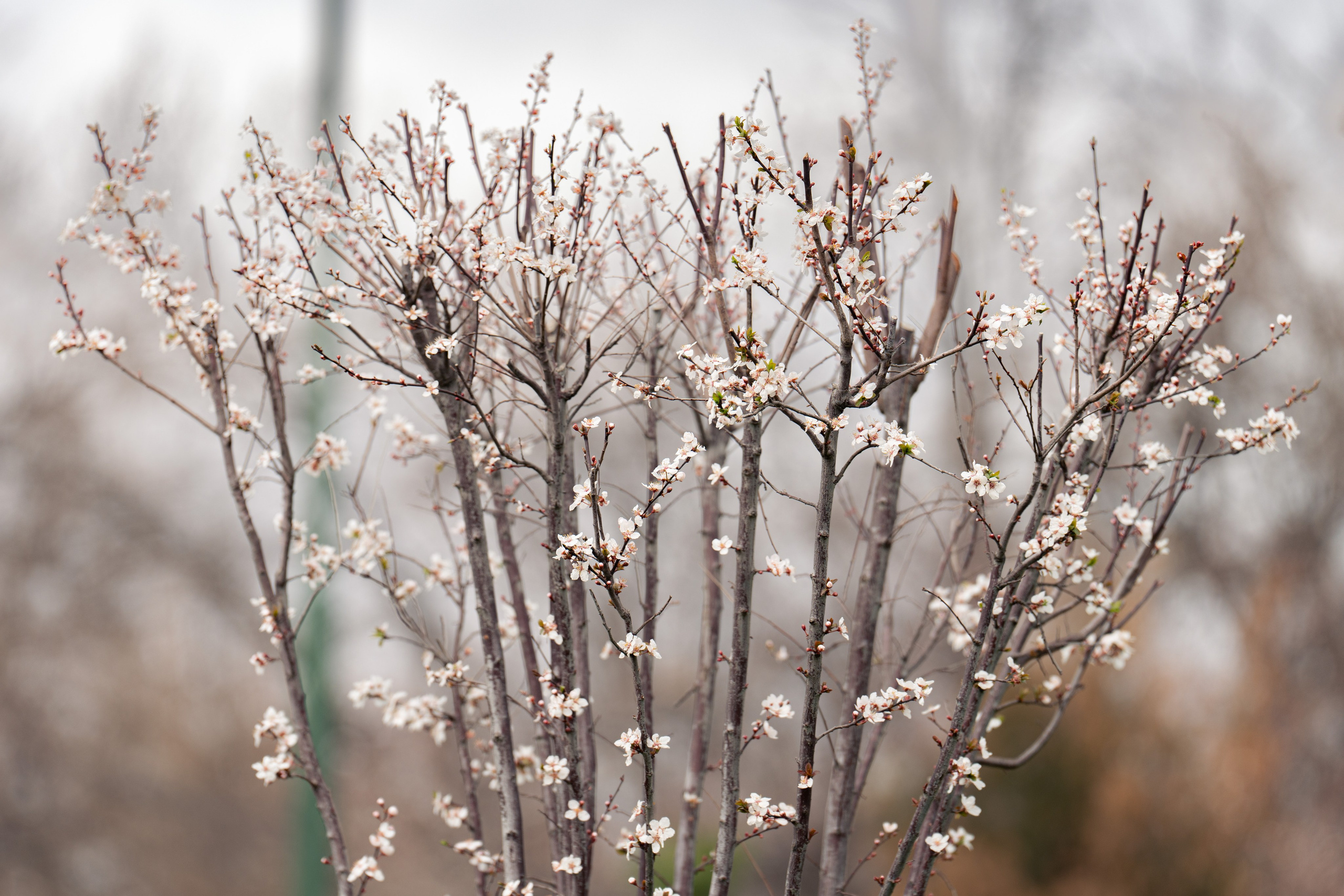 Навруз. Георгий Намазов | Фотограф в Ташкенте