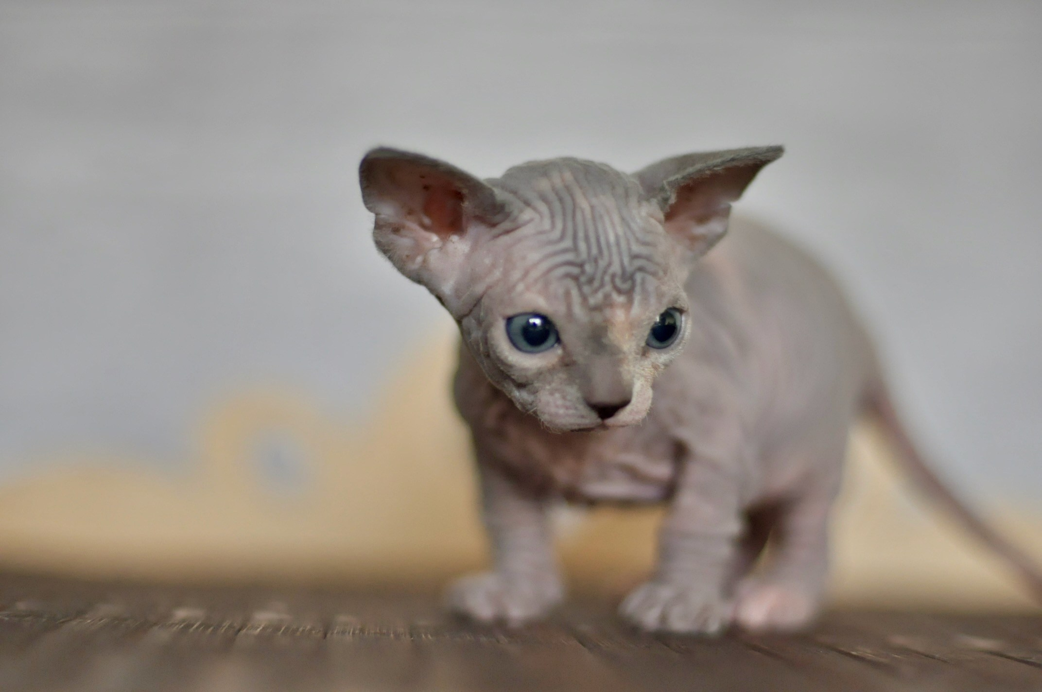 A cattery of Canadian Sphynx breed, located in Limassol, Cyprus