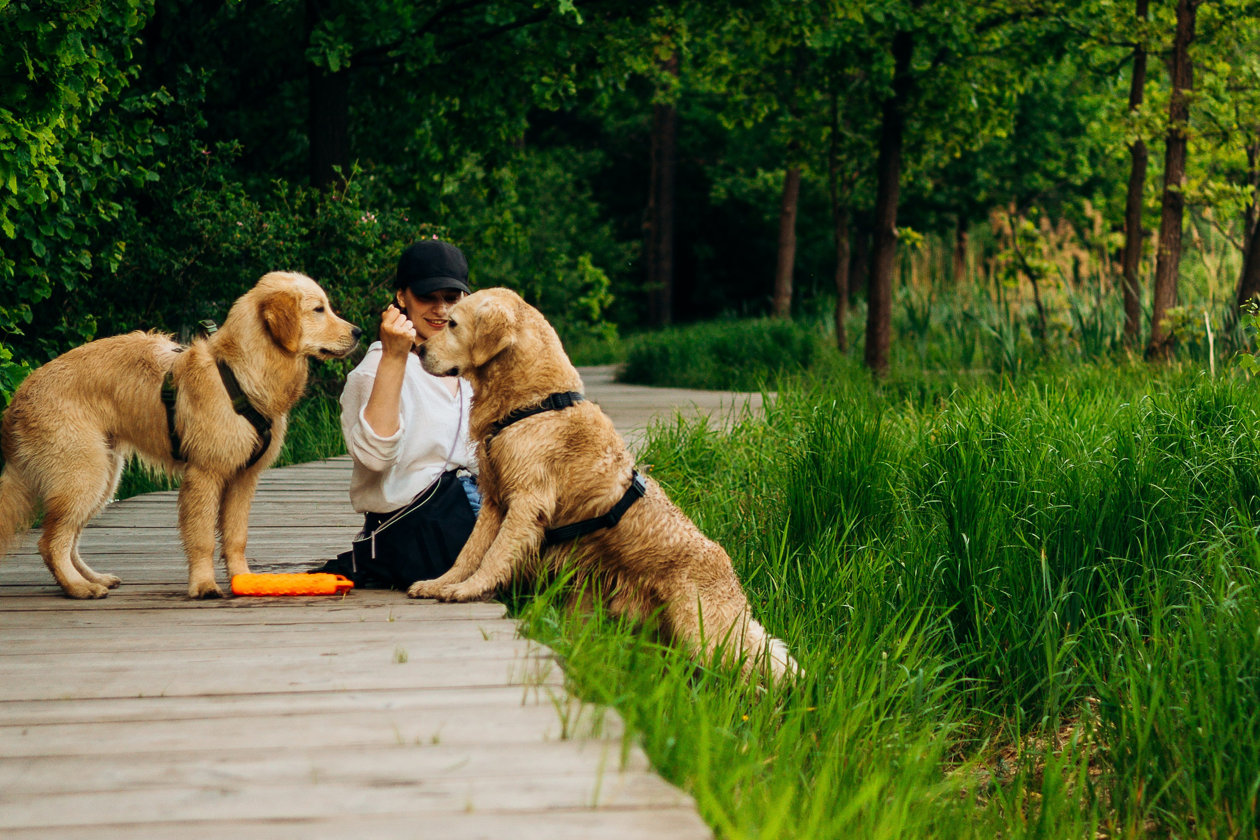 Настя, Арчи, Арагон. Фотограф-анималист | Белград
