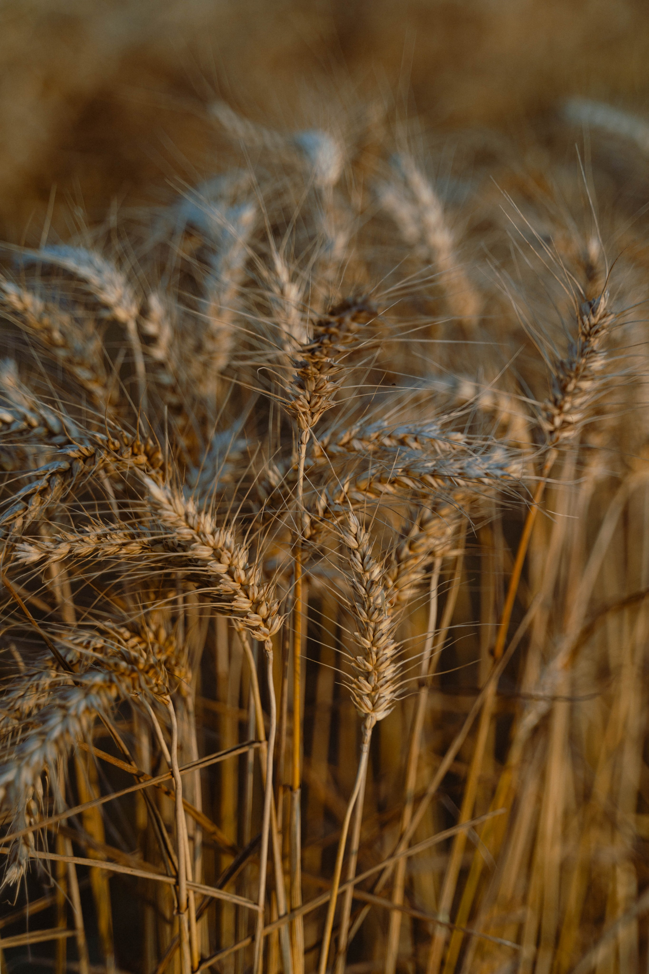 Entreprise agricole. Weeding photographer / event / portrait