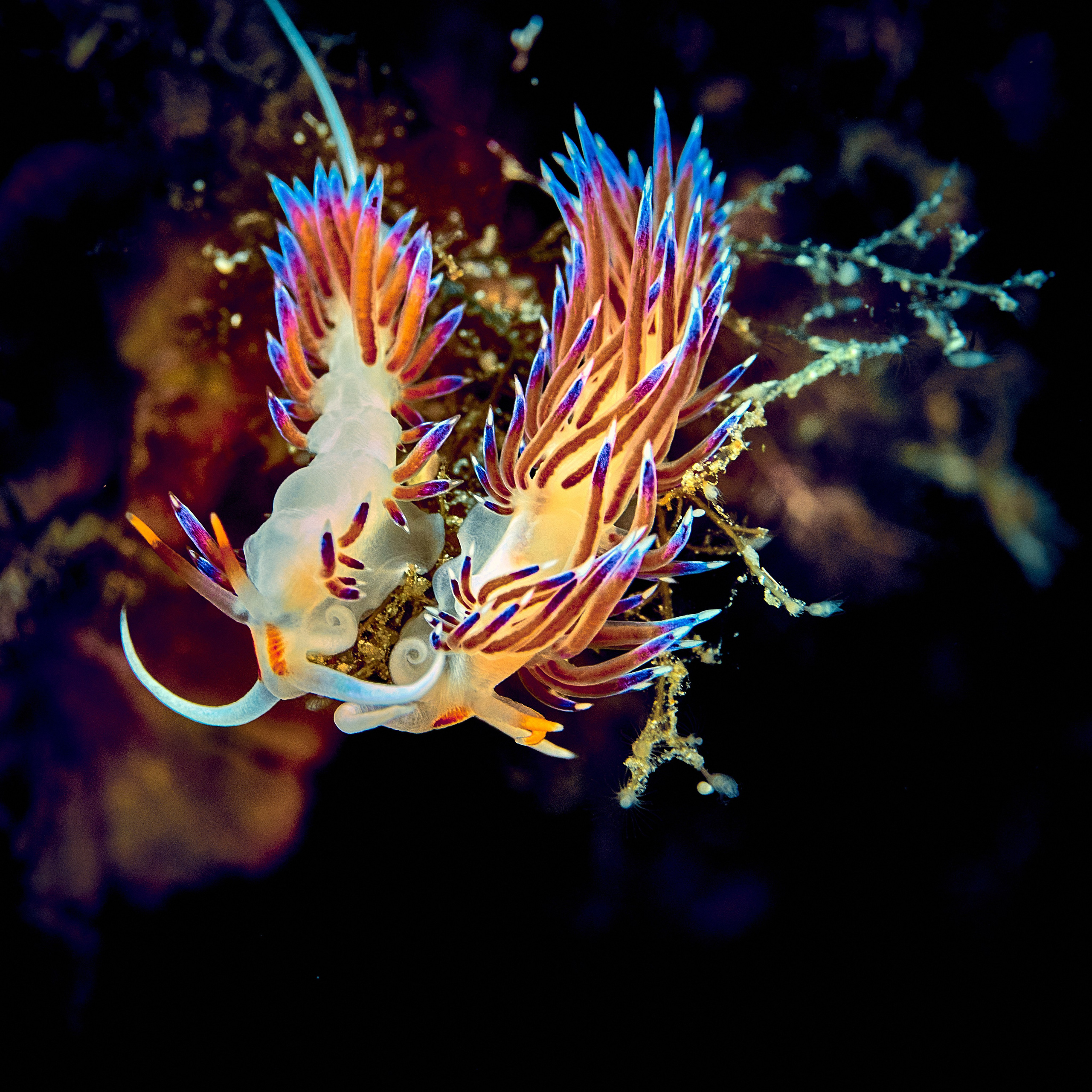 Mieszkańcy mórz. Andriej Szypilow — Photography & Videography