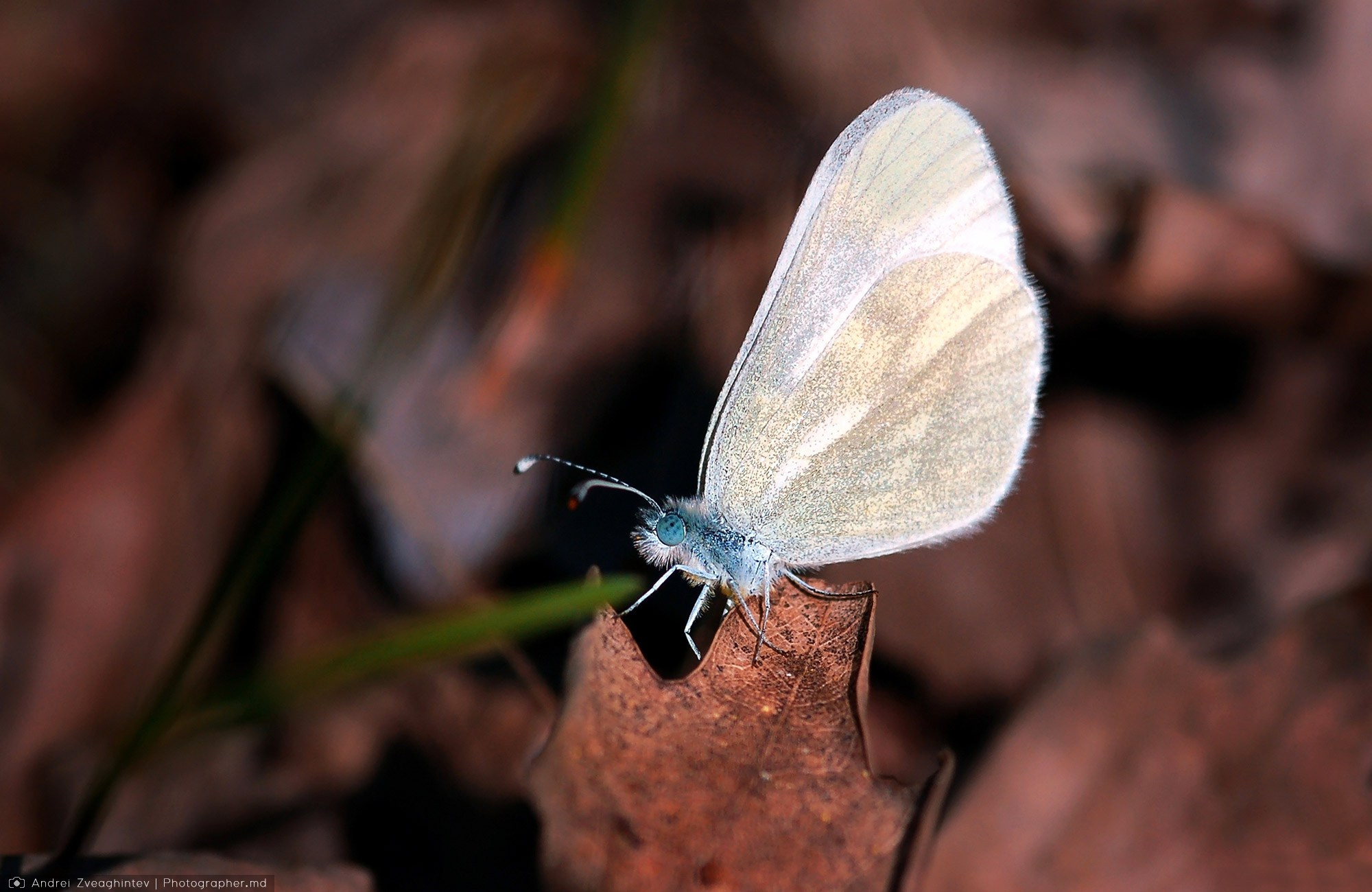 Fotograf natura in Moldova - Andrei Zveaghintev. Fotograf nunta si familie in Moldova, Chisinau - Andrei Zveaghintev