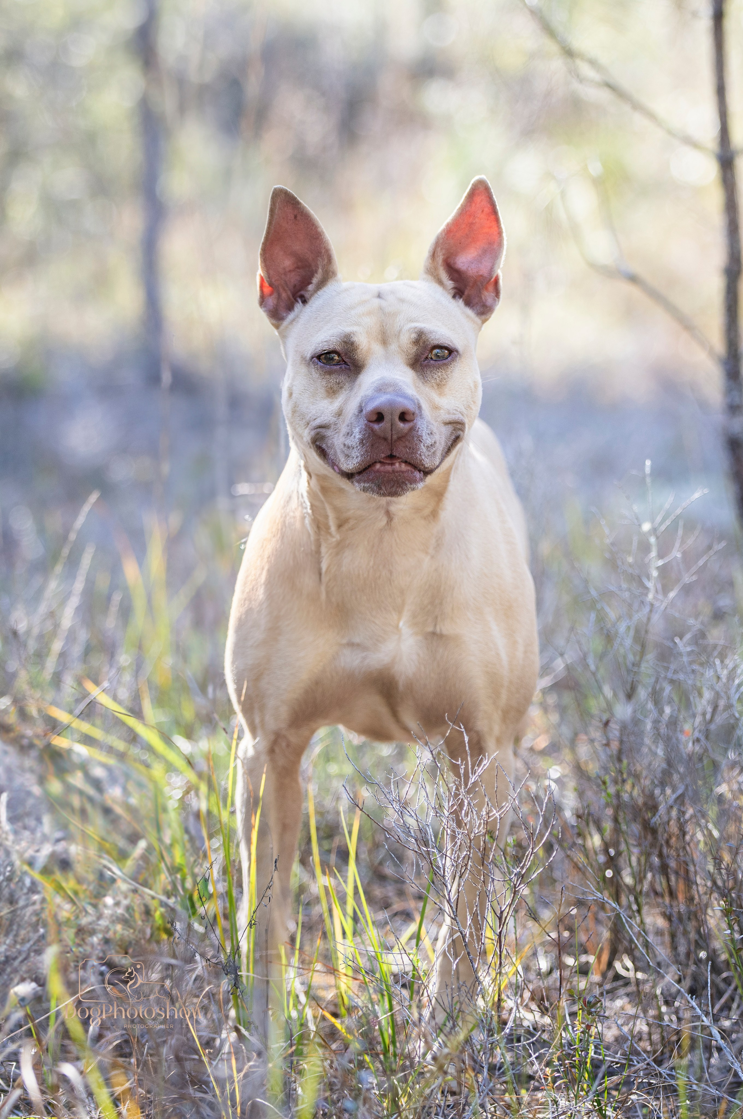 📸 12. Katerina Royter Pet Photographer North Florida
