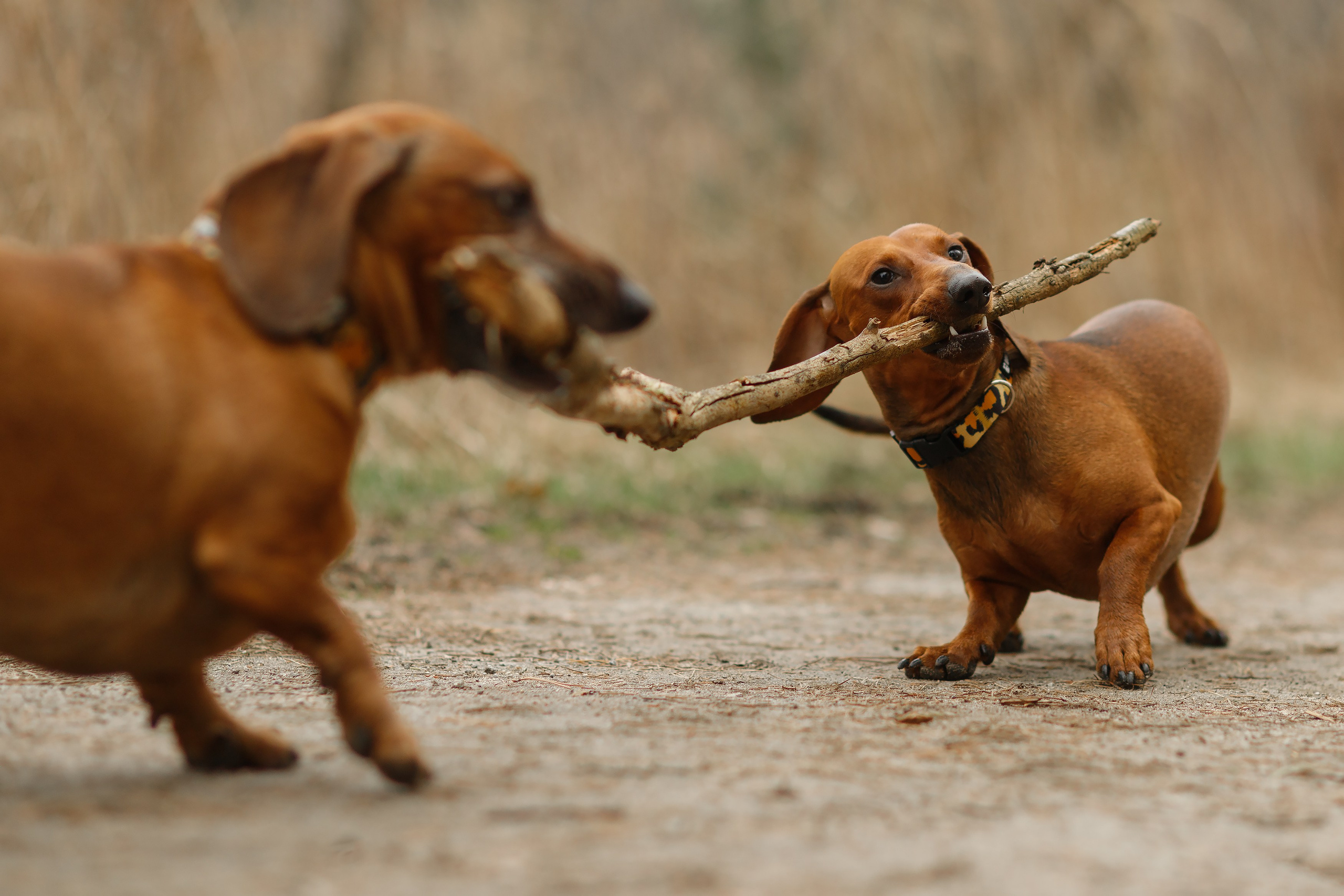 Ania, Franek & Vincent. Kaja | fotograf psów we Wrocławiu