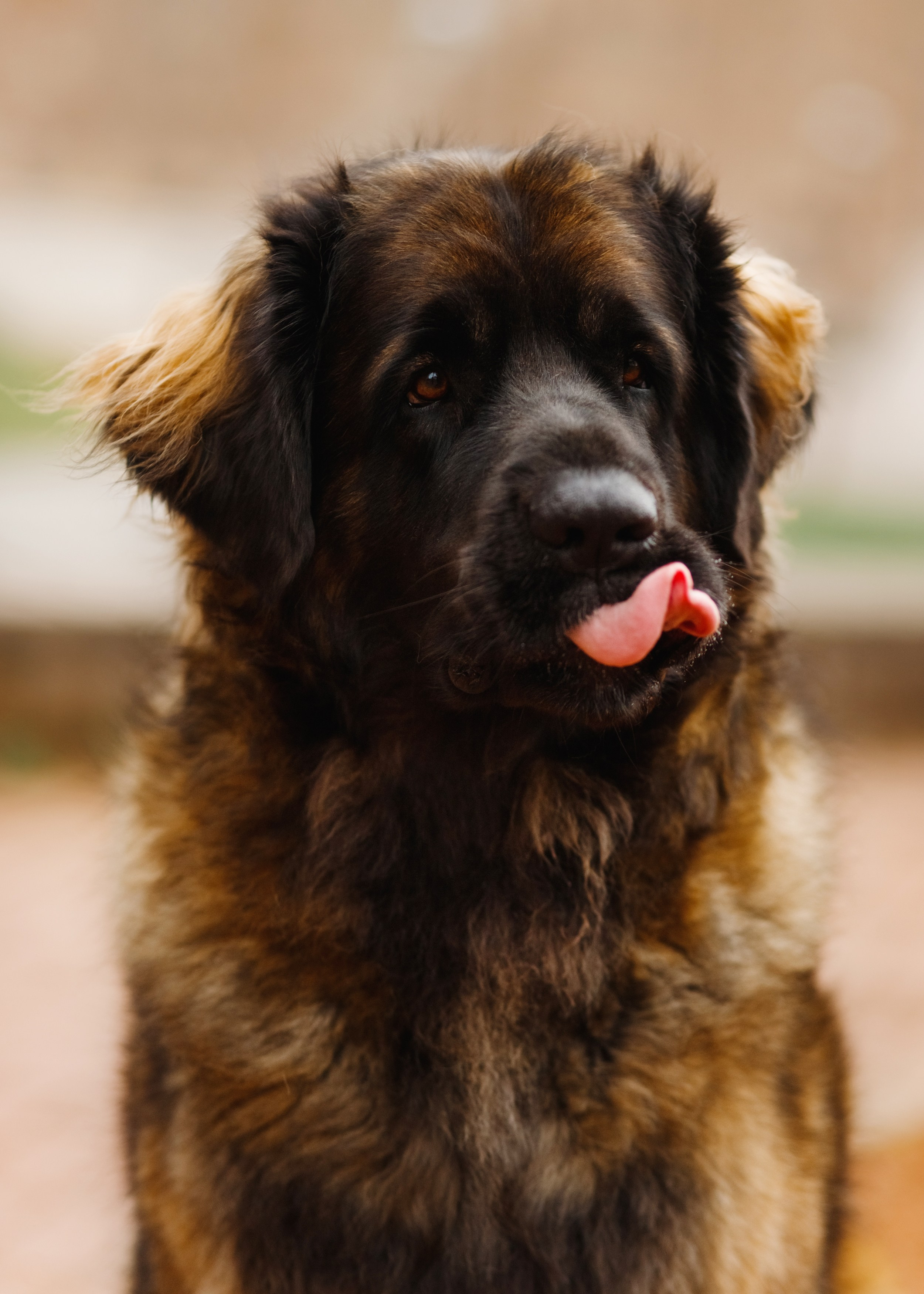 Leonbergers. Kaja | fotograf we Wrocławiu | ludzie i psy