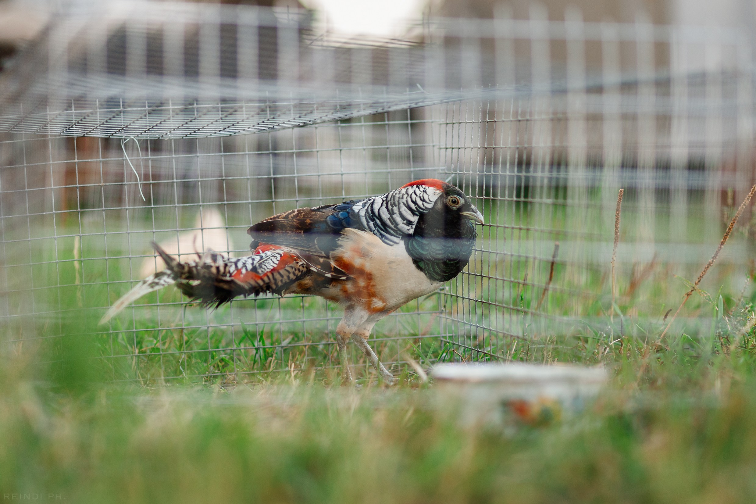 Horse show in the village. Kaja | fotograf we Wrocławiu | ludzie i psy
