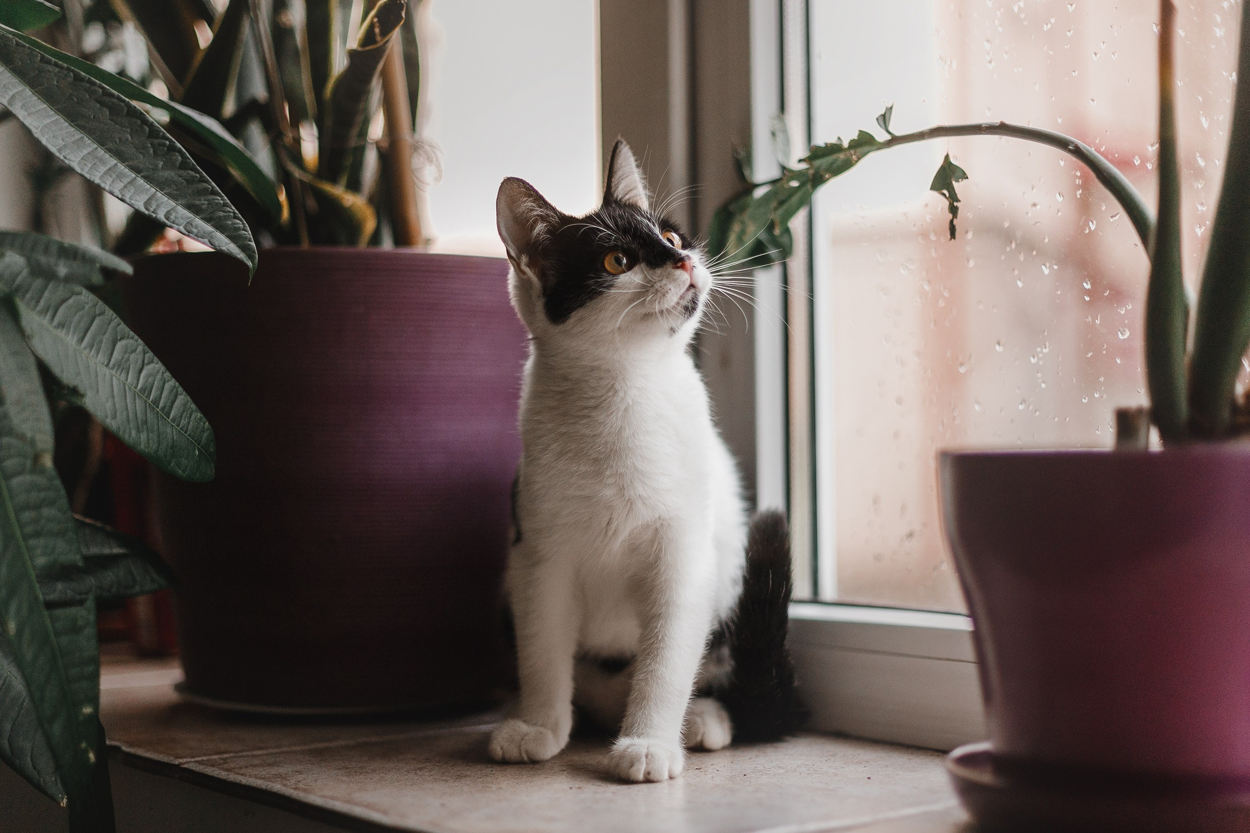 Pack of cats in the home. Kaja | fotograf we Wrocławiu | ludzie i psy