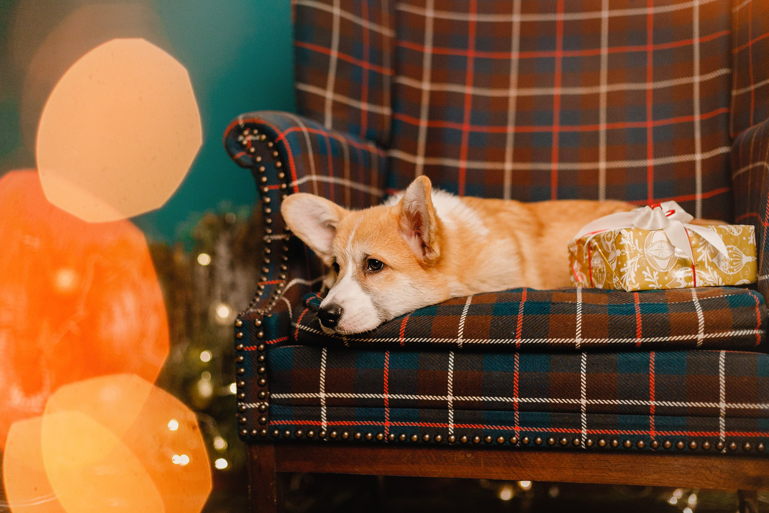 New Year corgis in studio. Kaja | fotograf we Wrocławiu | ludzie i psy