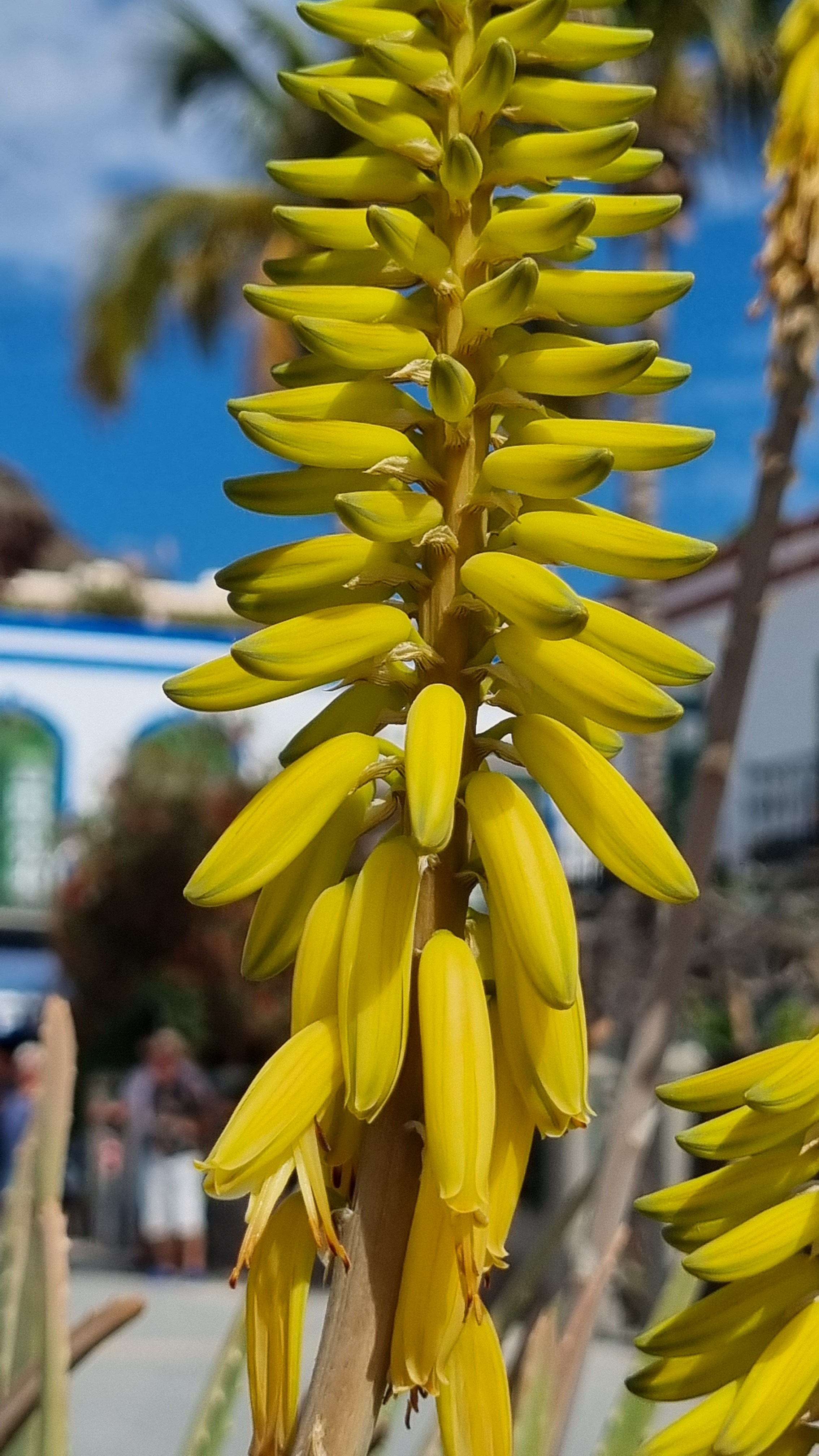 Gran Canaria 2024. Марина фотограф из Нюрнберга