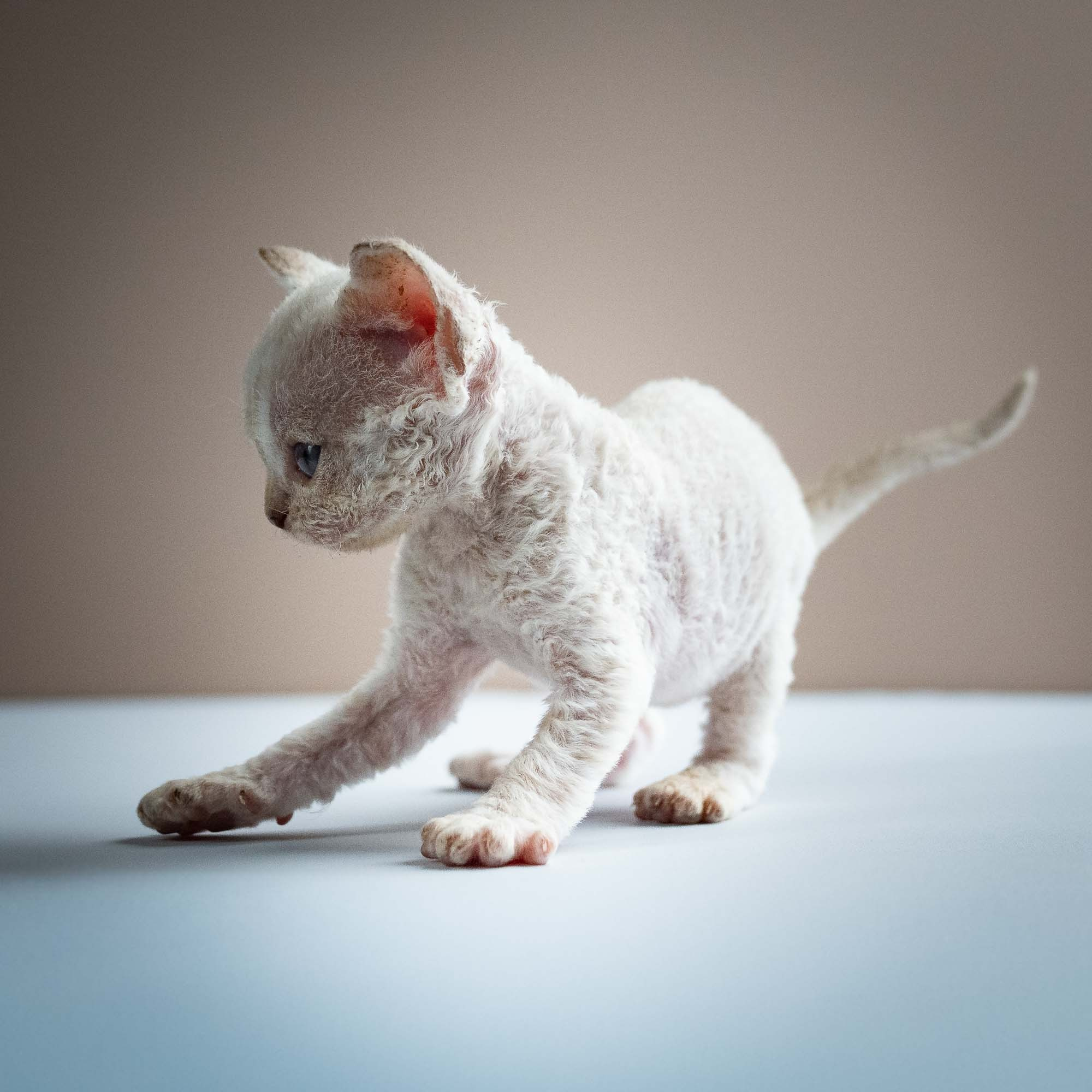 Selena, girl, born 05.08.26. Devon Rex Pixie Cattery