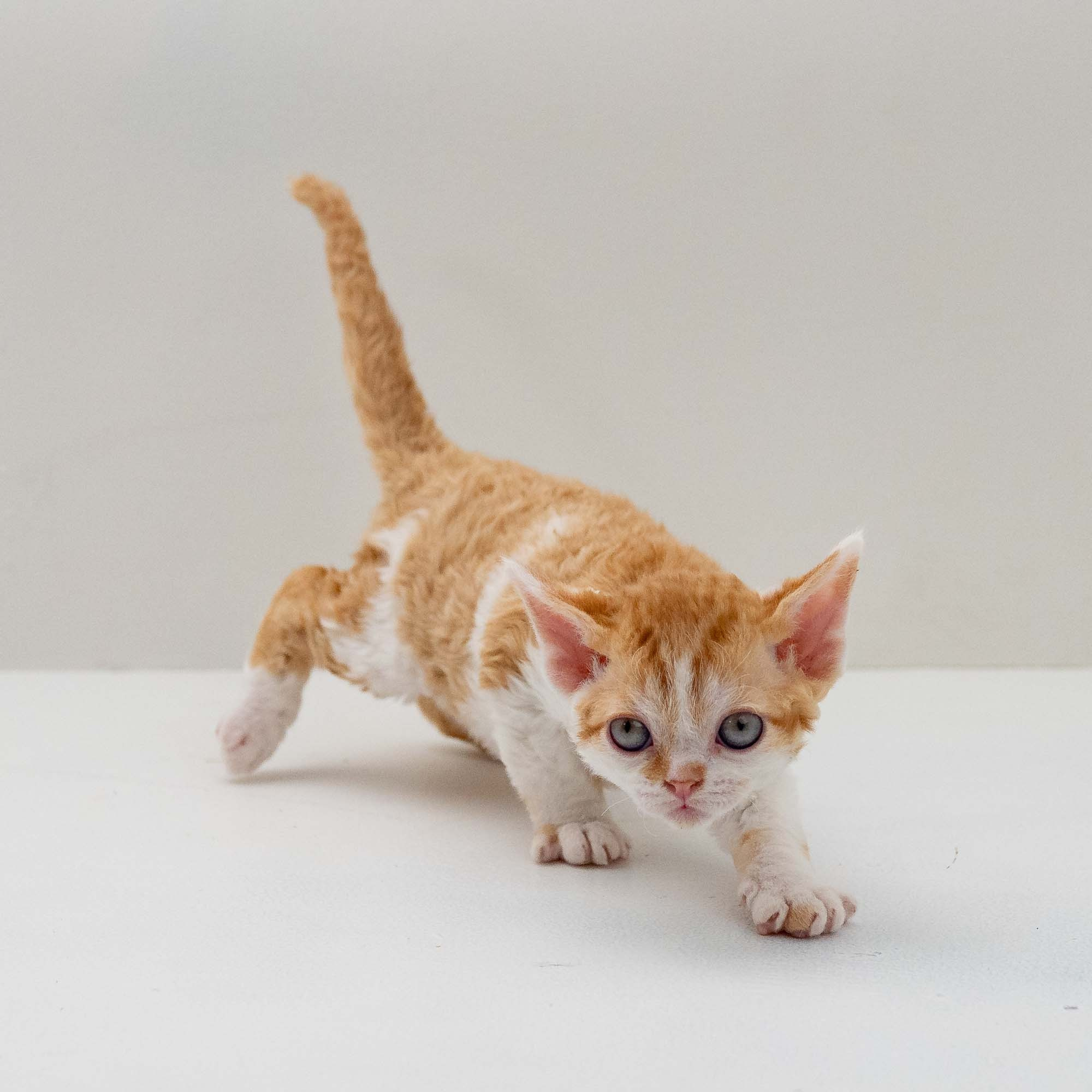 Gary,  boy, born on 01.18.25. Devon Rex Pixie Cattery