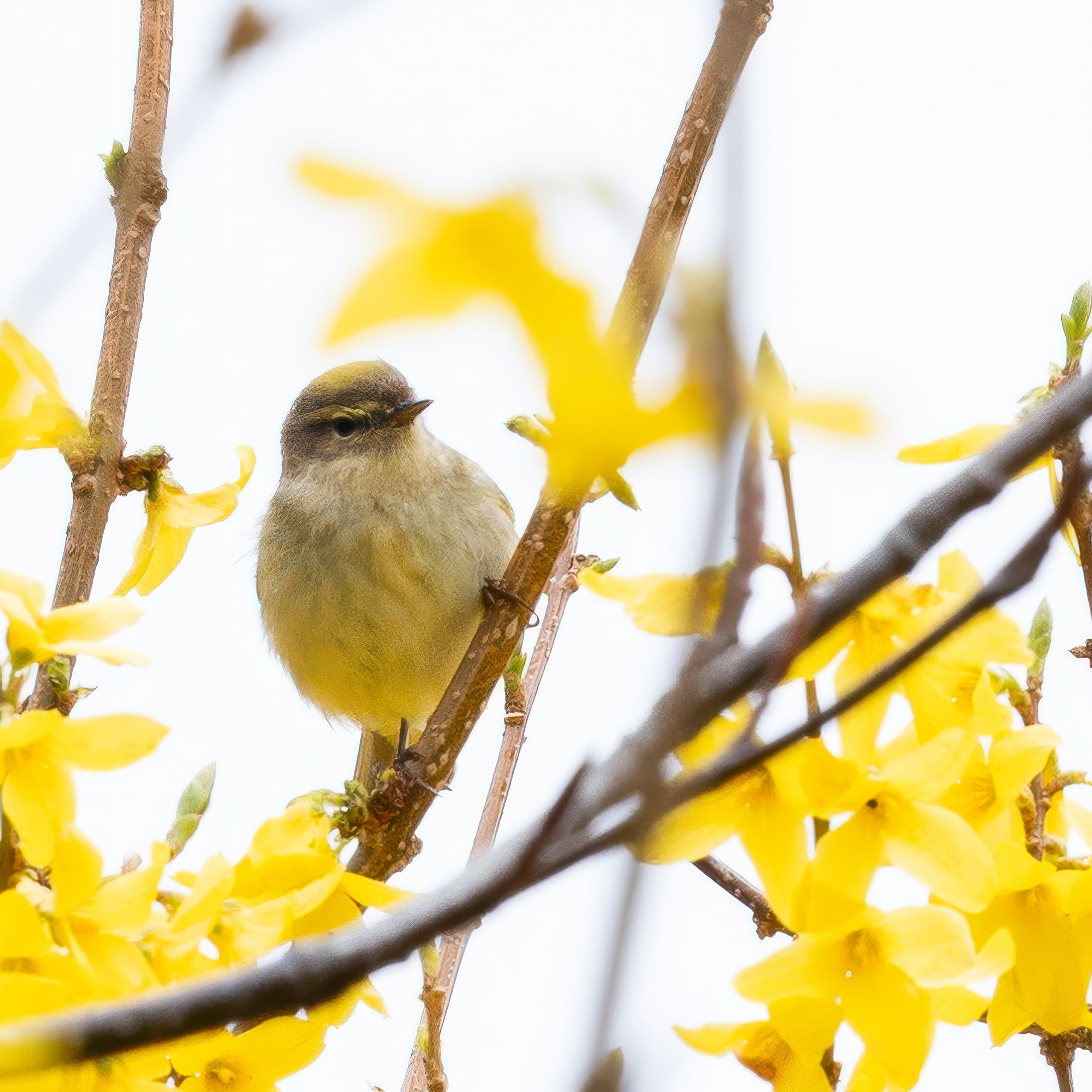 Forår. Fotograf Aarhus | Portrætfoto Århus | Flotte billeder