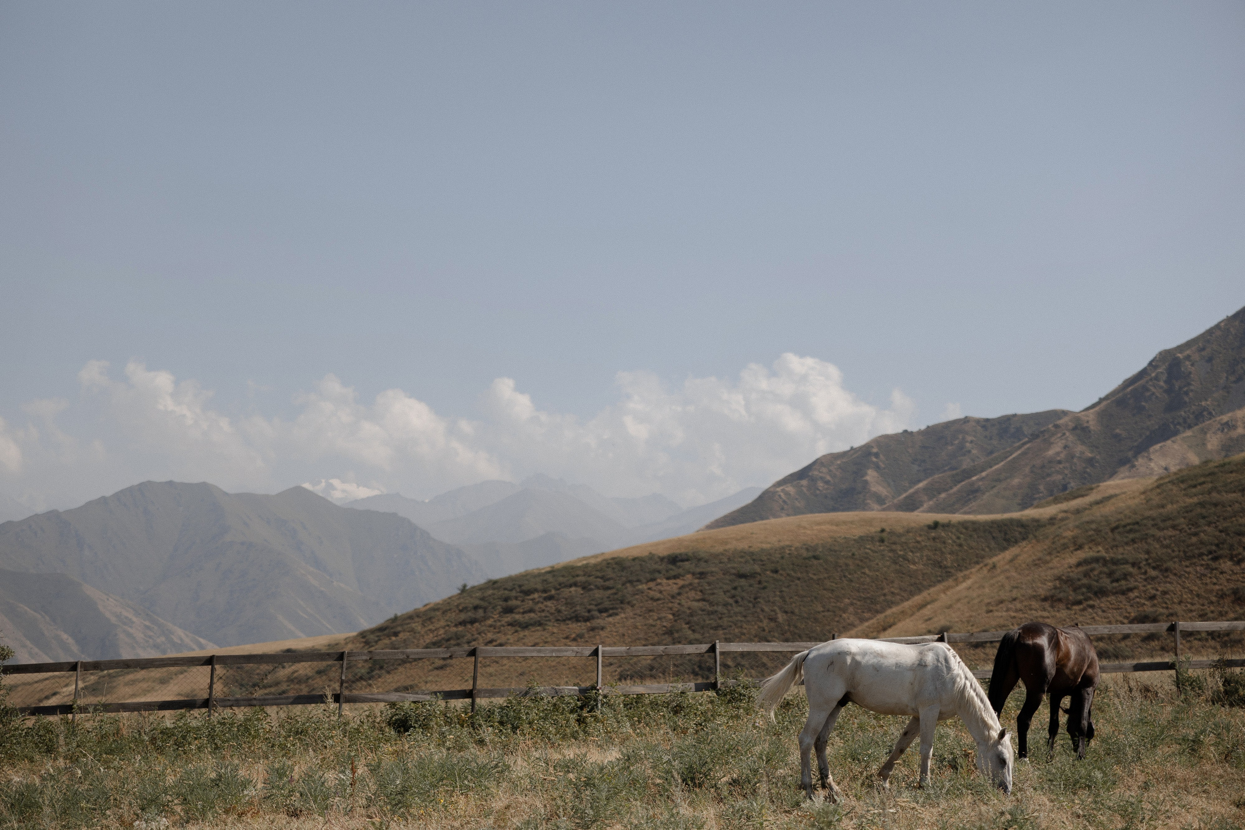 Sultan & Elizaveta. Азимжан Нуритдинходжаев — свадебный фотограф
