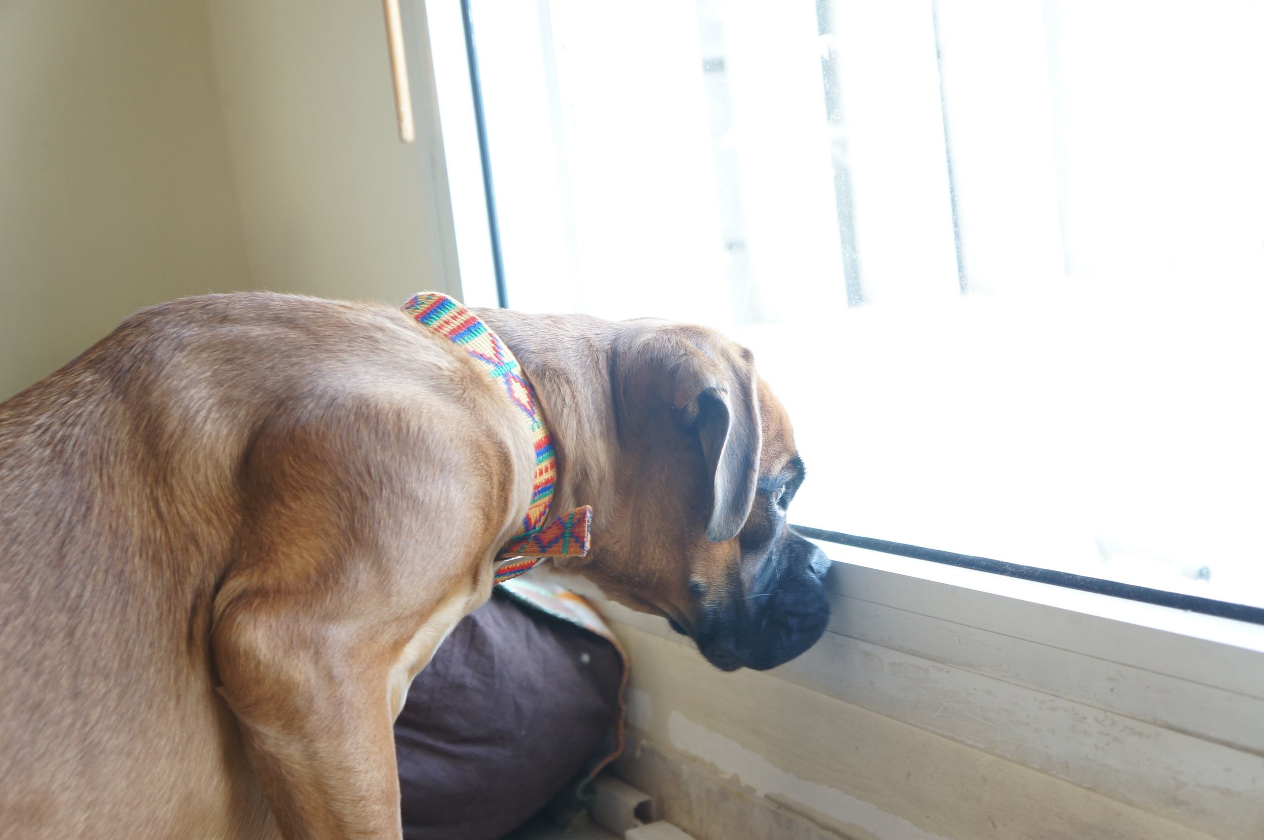 My ״Star״ Boxer Dog