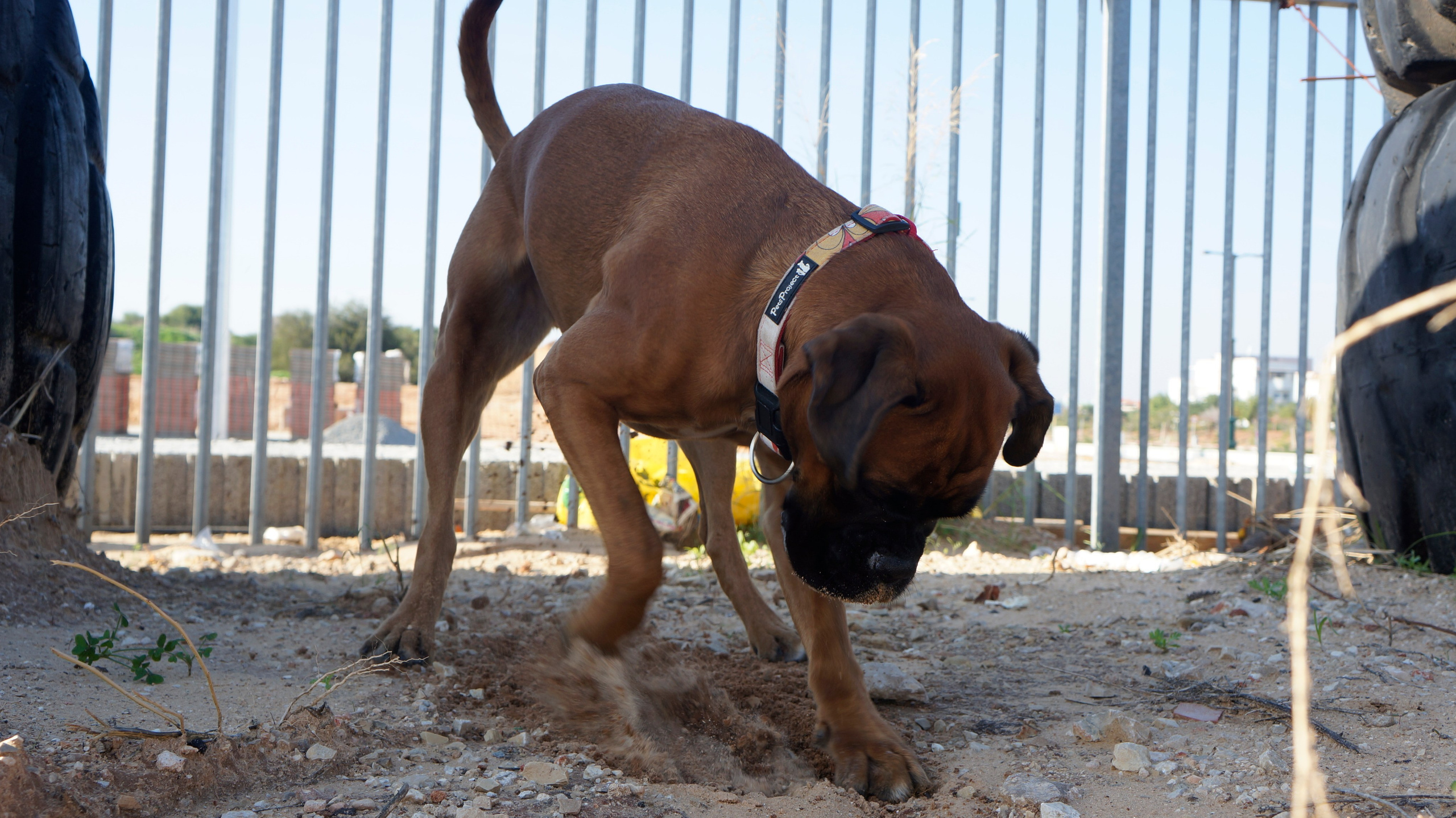 My ״Star״ Boxer Dog