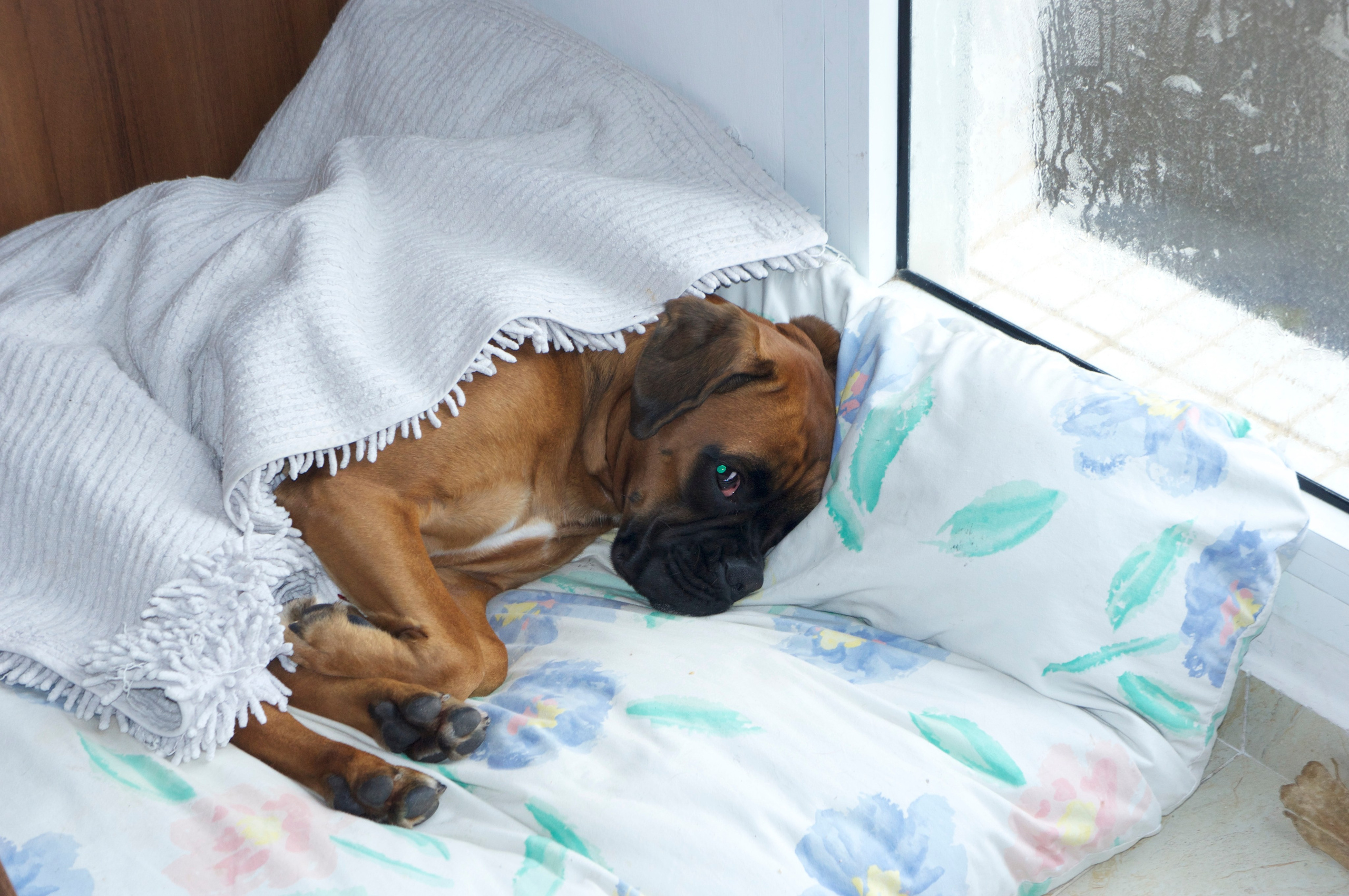 My ״Star״ Boxer Dog