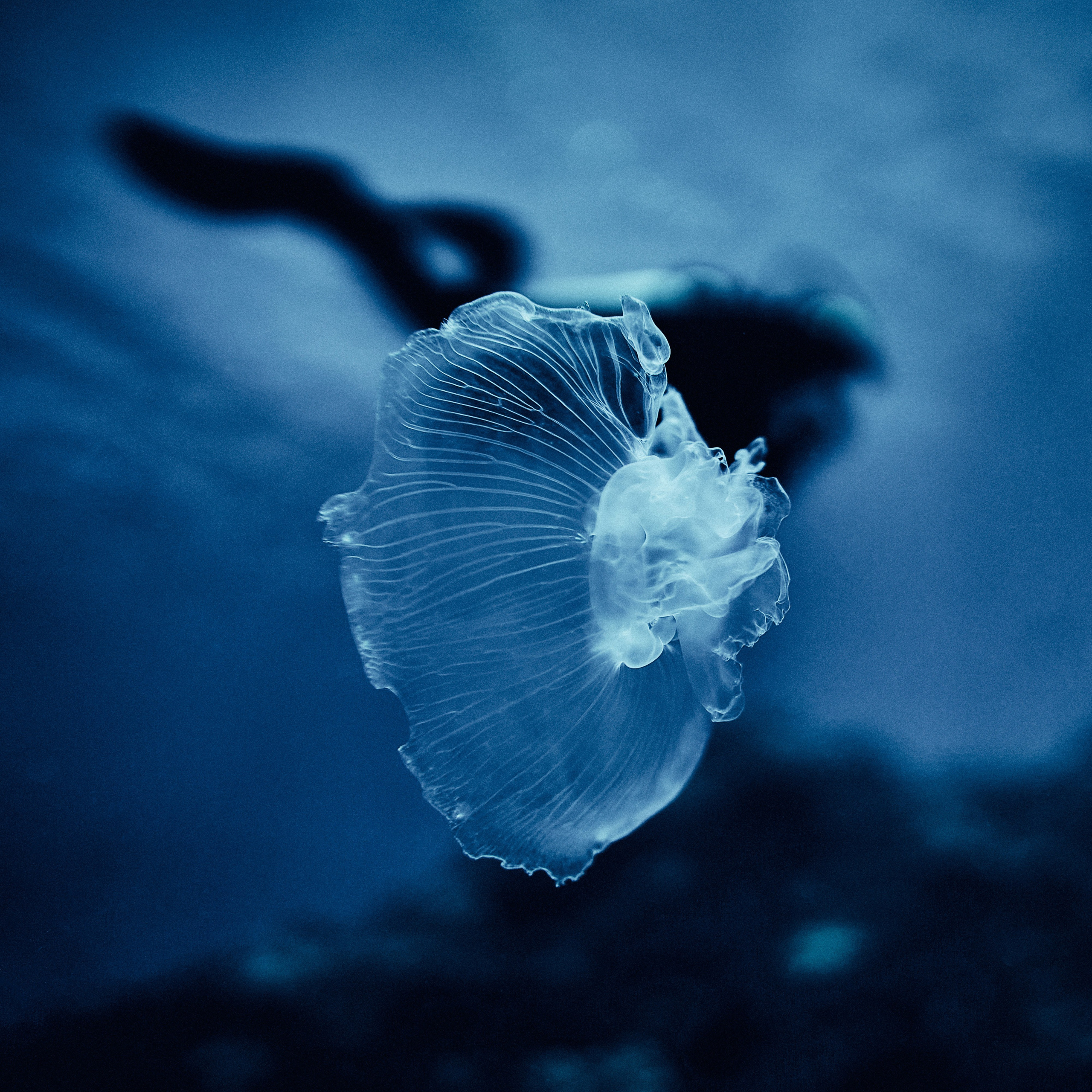 Mieszkańcy mórz. Andriej Szypilow — Photography & Videography