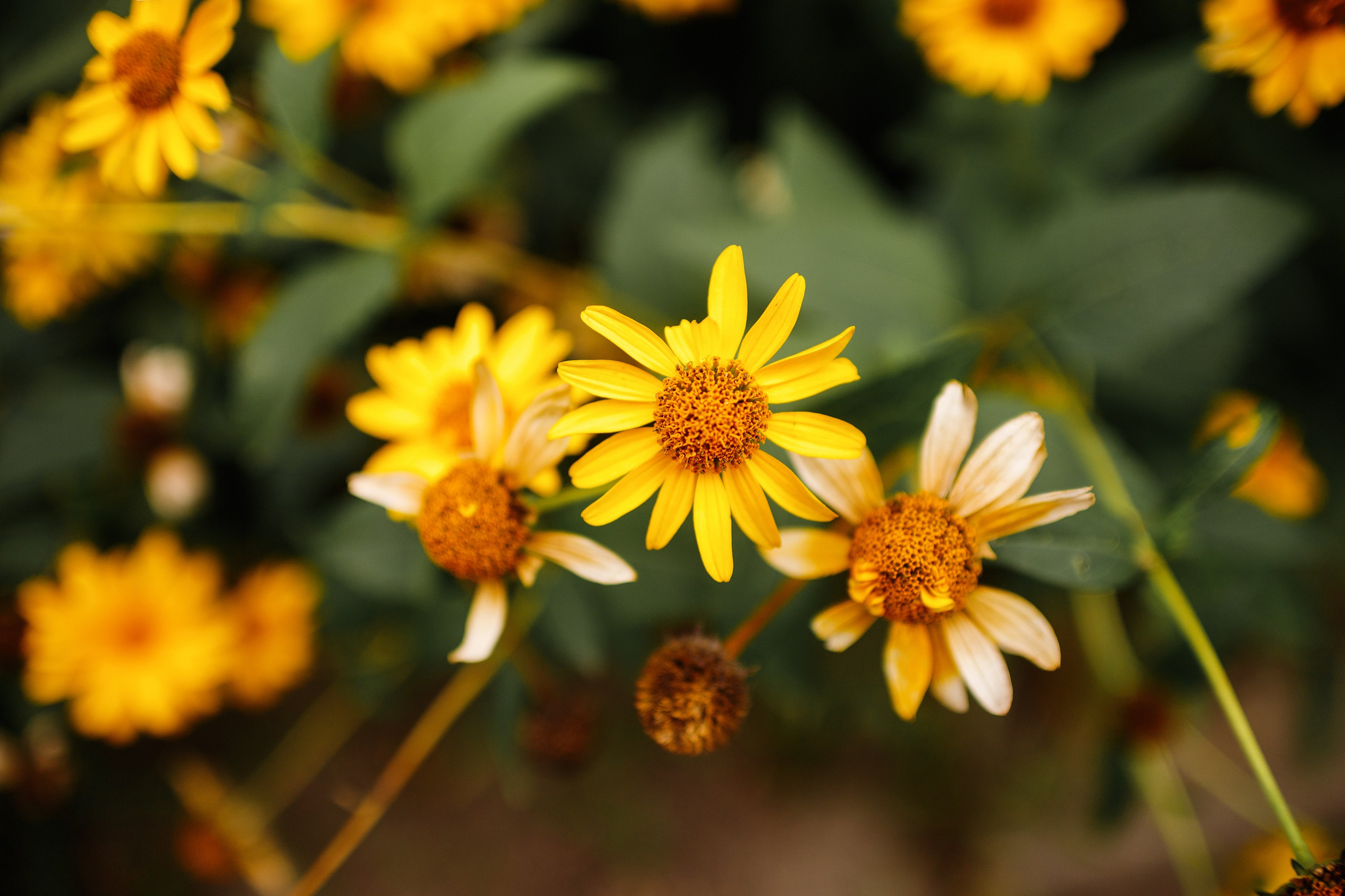 Grodno. Kaja | fotograf we Wrocławiu | ludzie i psy