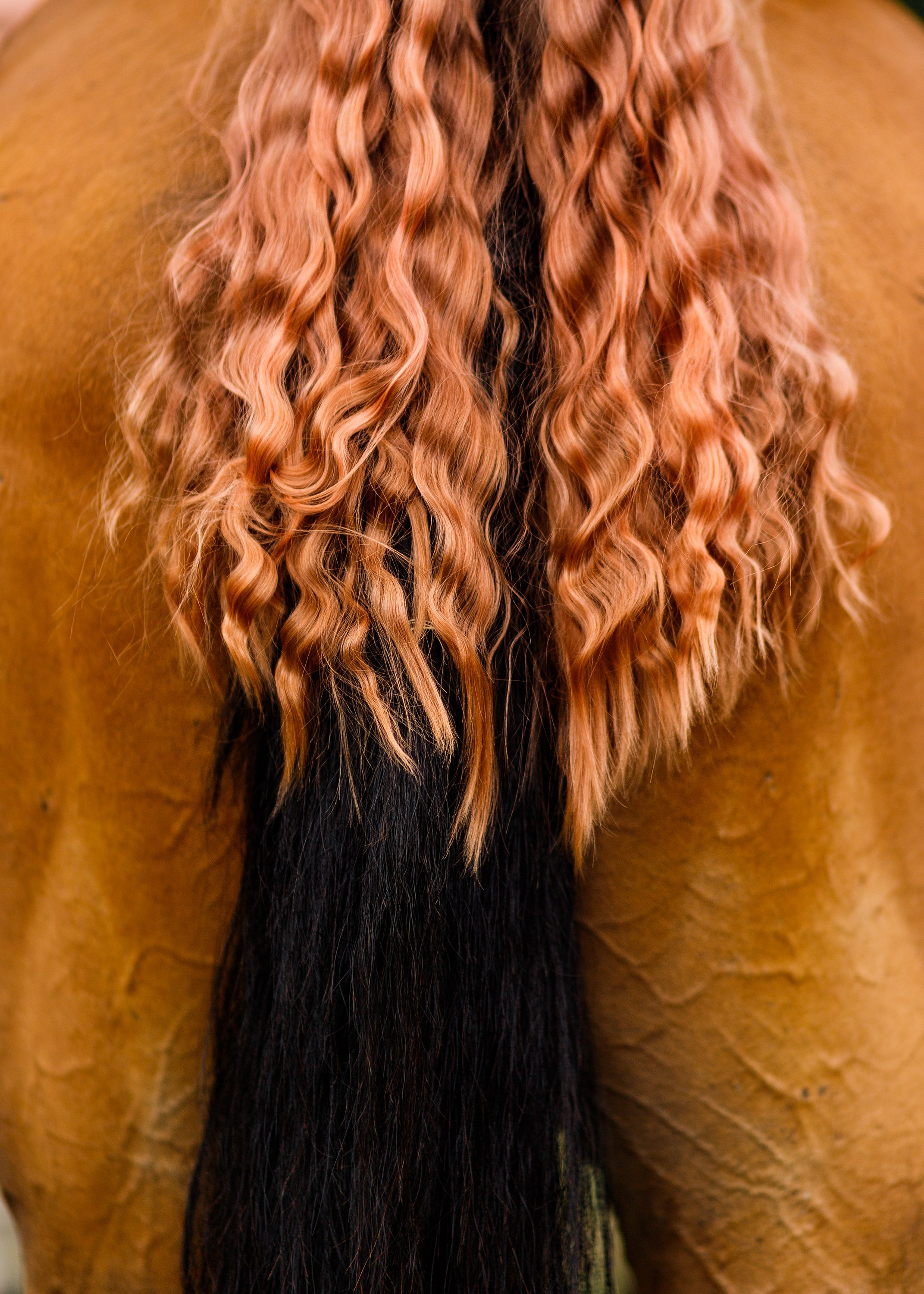 Girls & horses, summer. Kaja | fotograf psów we Wrocławiu