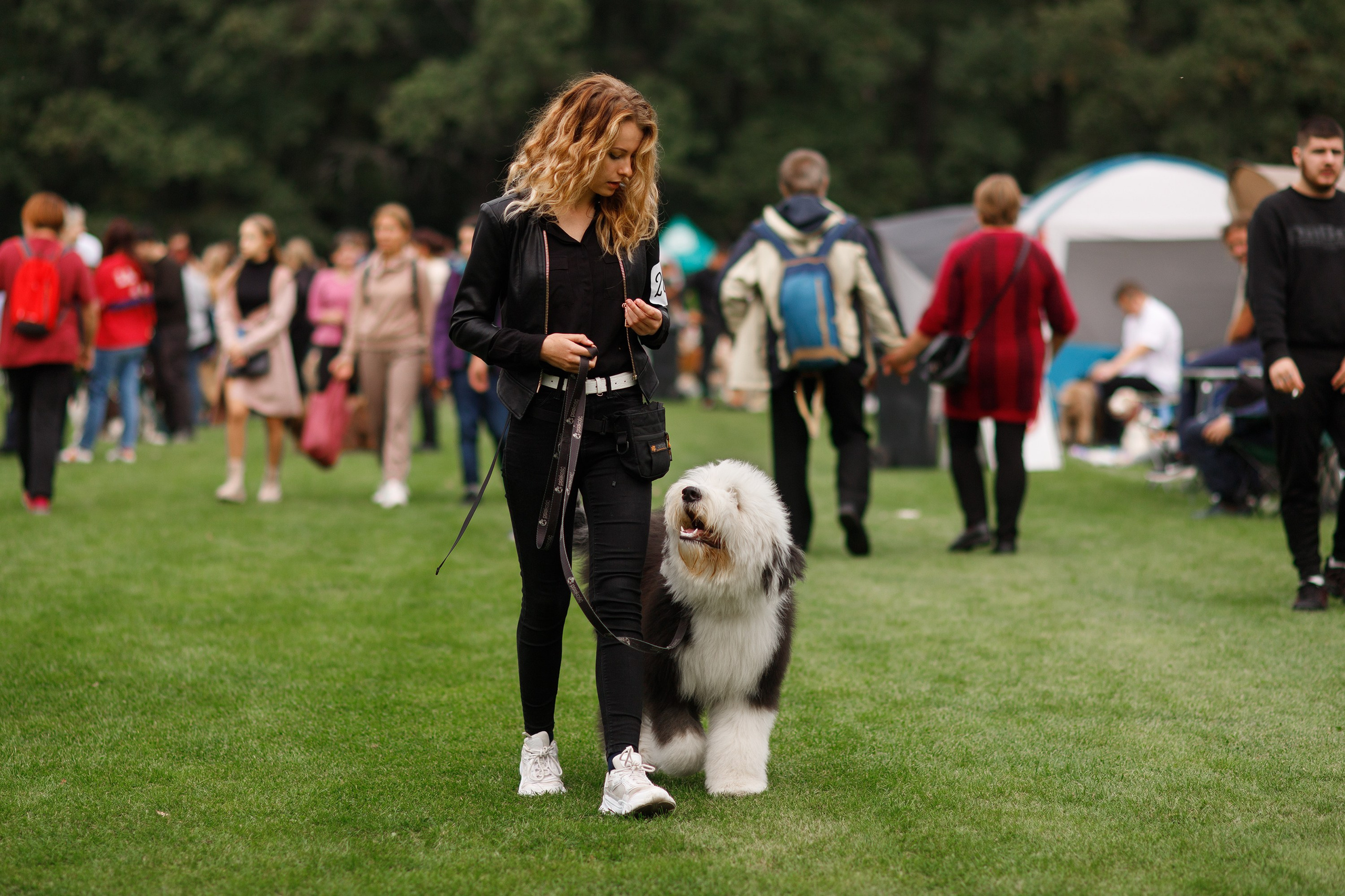 Dog shows | the best ones. Kaja | fotograf psów we Wrocławiu