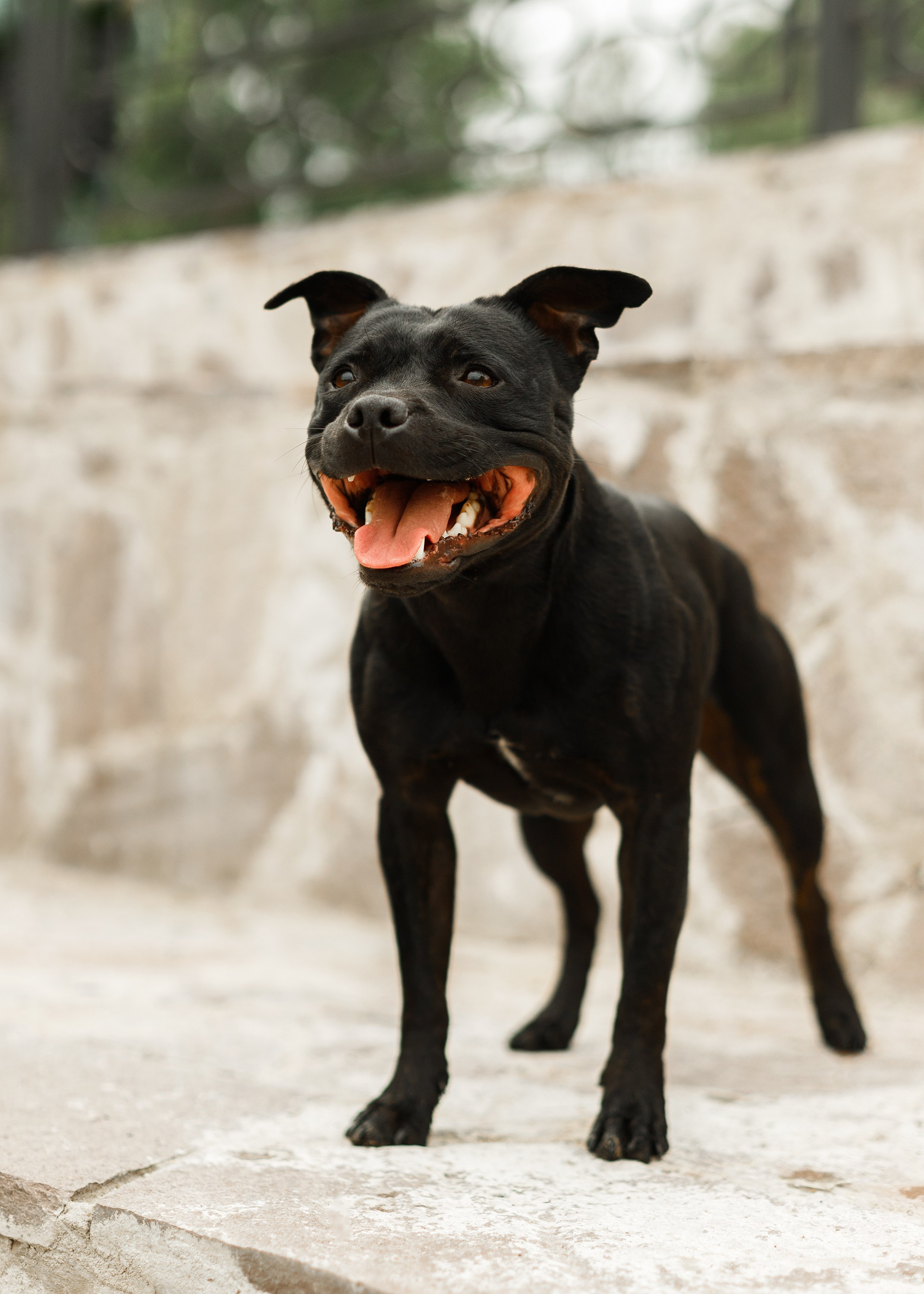 Staffy Yosia. Kaja | fotograf we Wrocławiu | ludzie i psy