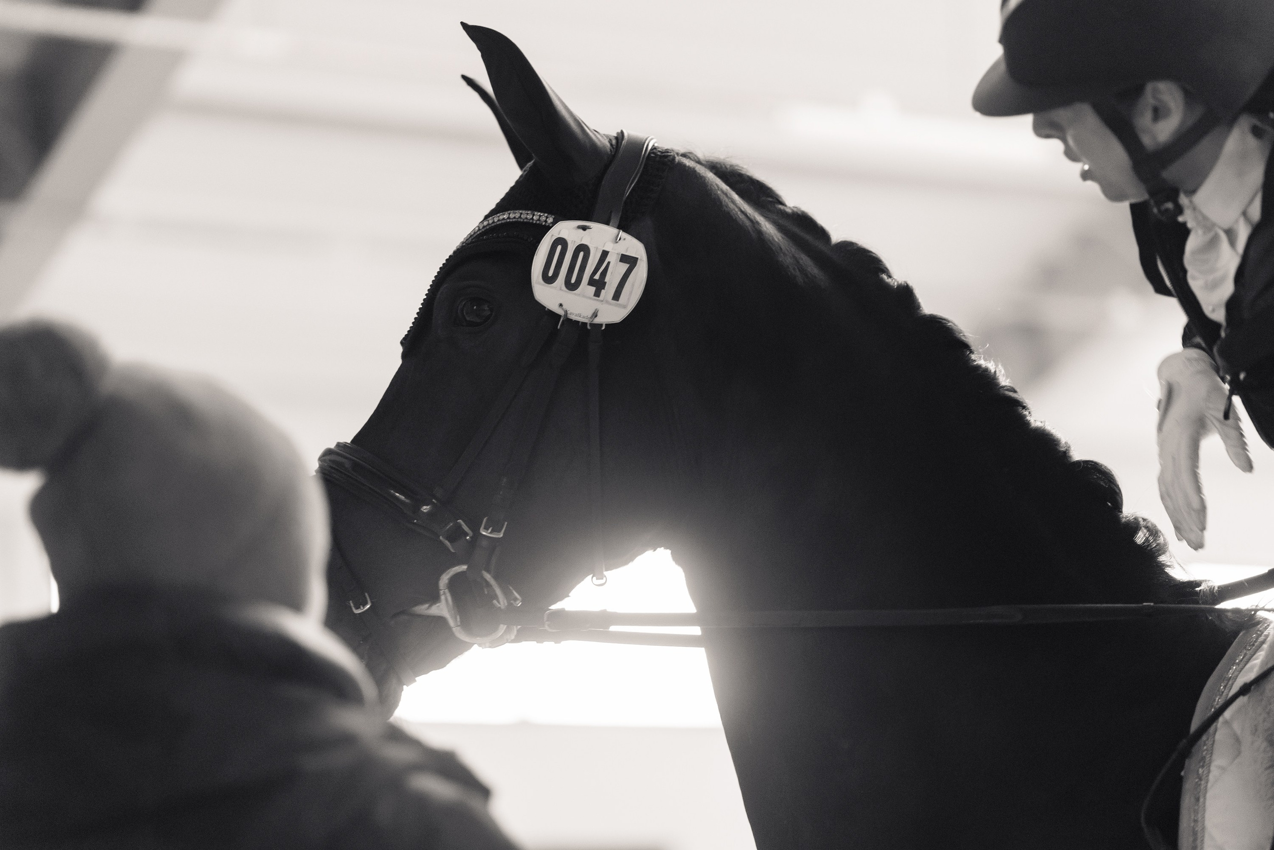 Partynice dressage \ feb'25. Kaja | fotograf we Wrocławiu | ludzie i psy