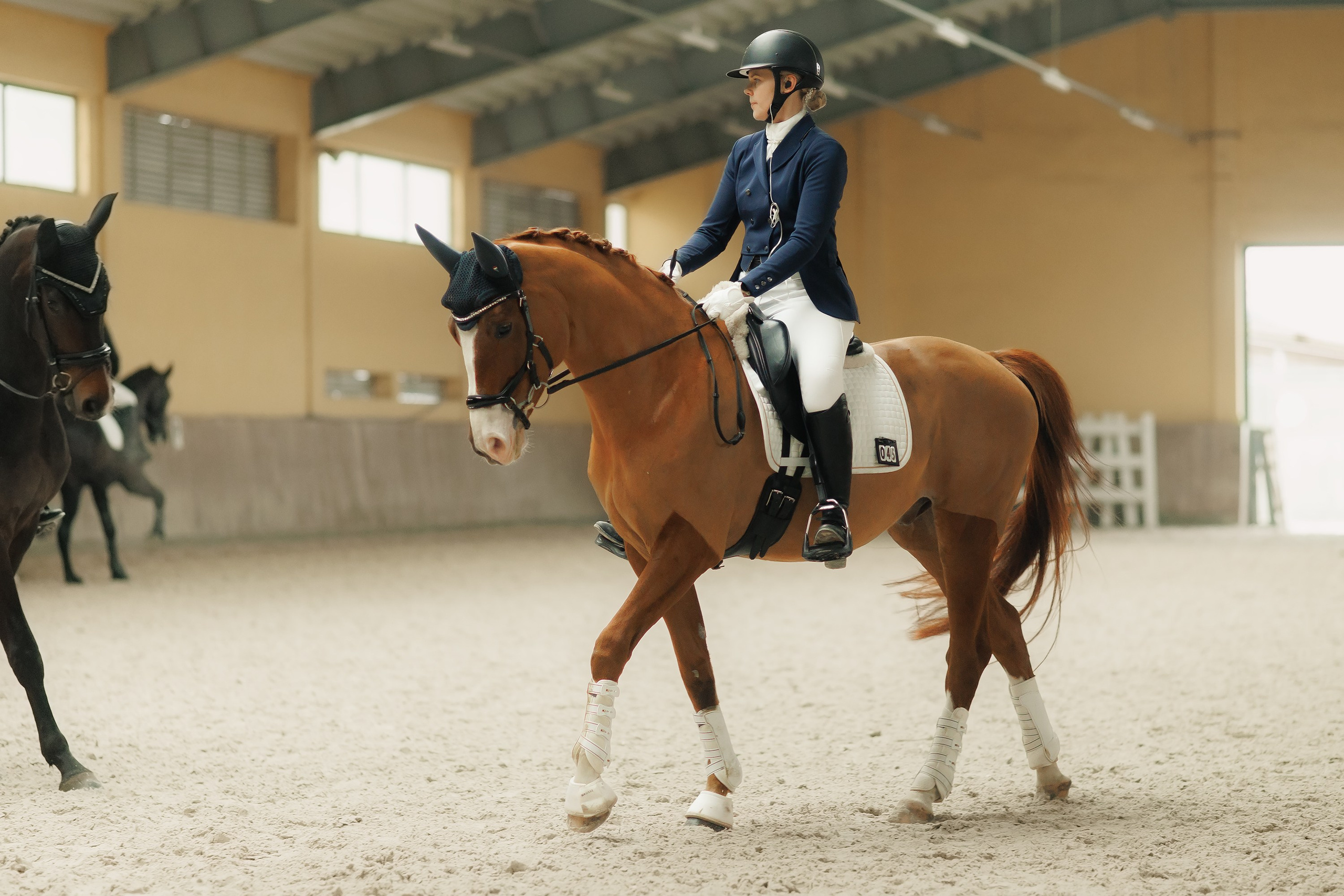 Fotografia koni Wrocław \ ujeżdżenie, Partynice. Kaja | fotograf we Wrocławiu | ludzie i psy