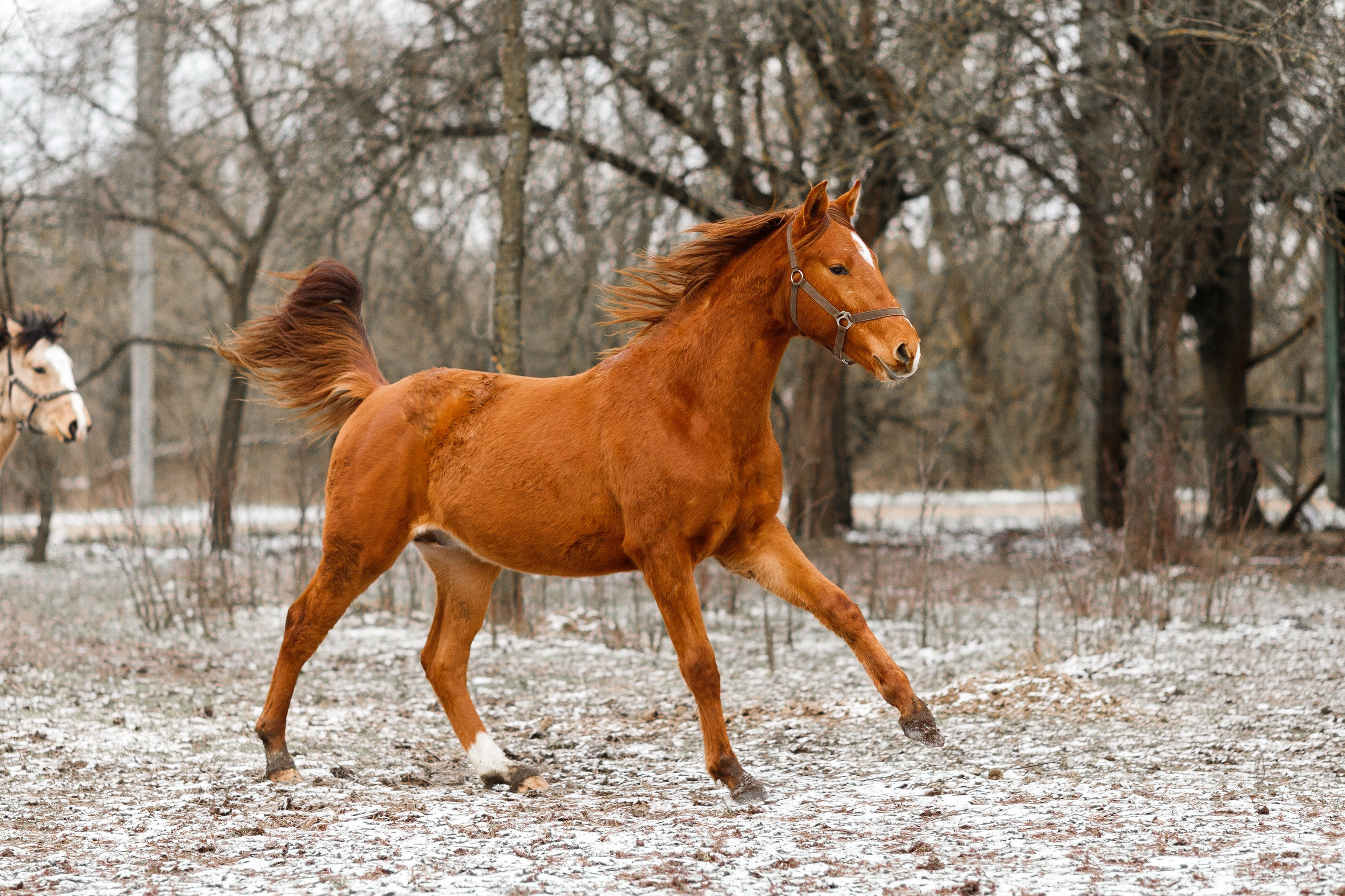 Winter stable. Kaja | fotograf psów we Wrocławiu