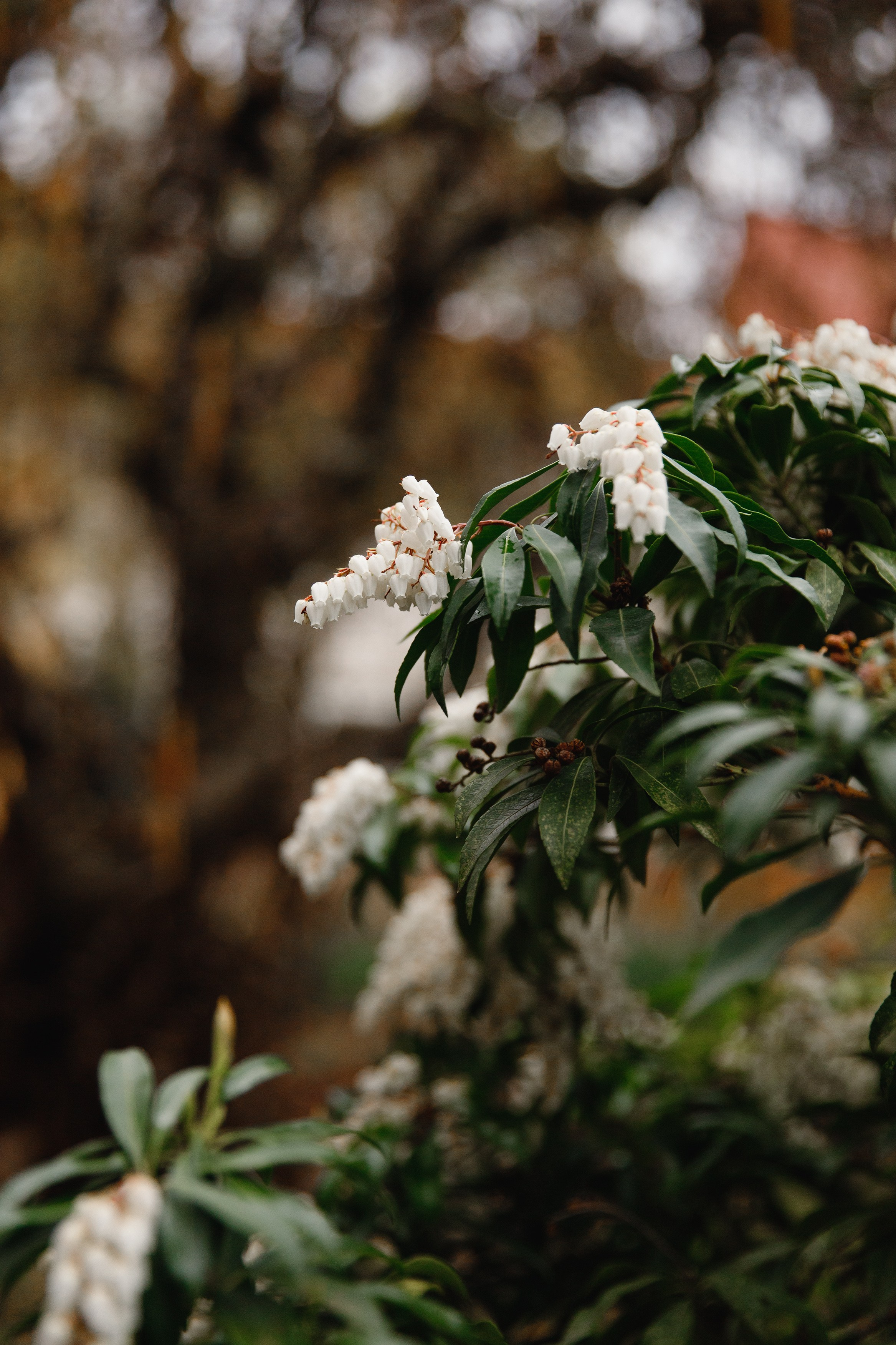 Botanical garden in Wroclaw. Kaja | fotograf we Wrocławiu | ludzie i psy
