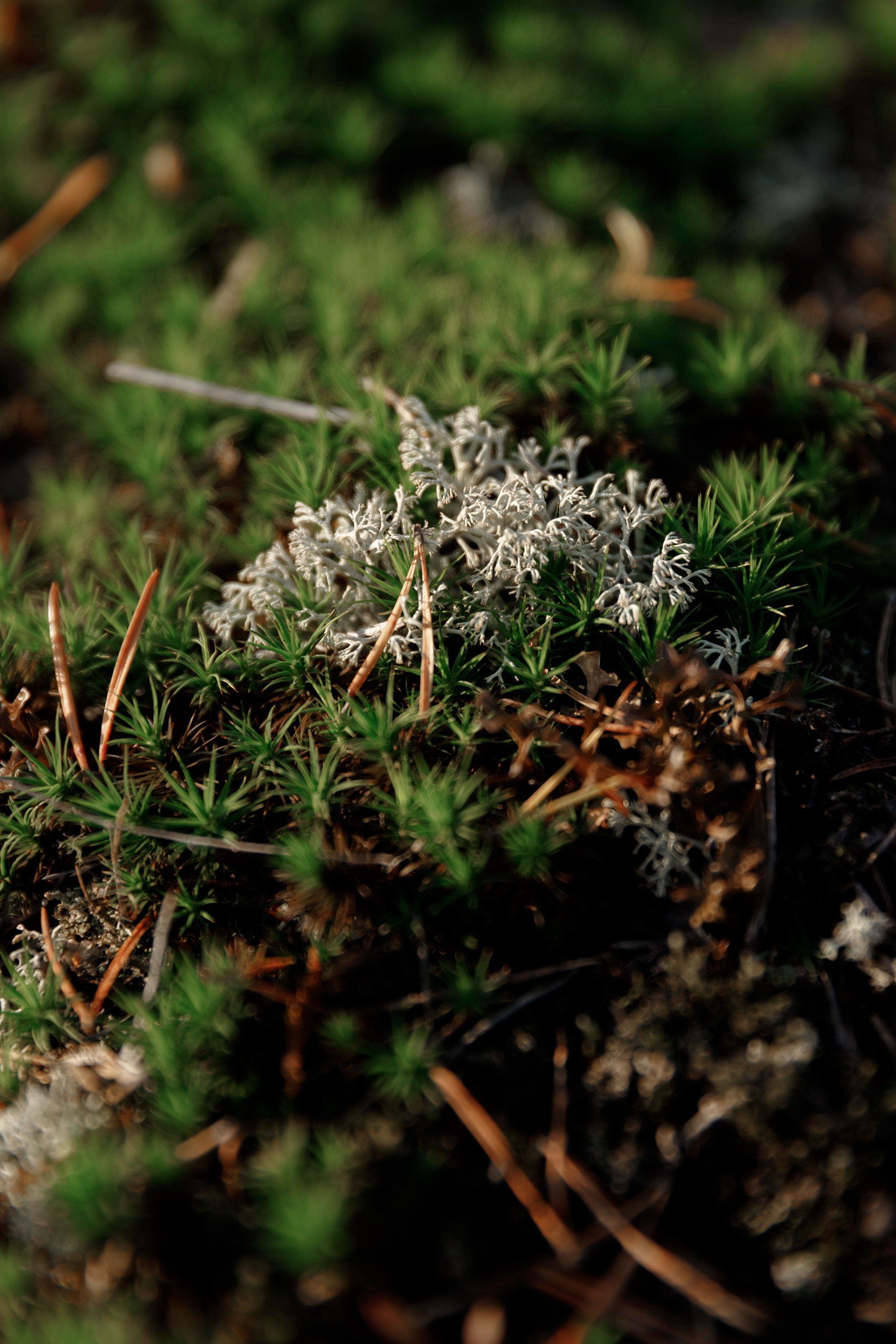 Turku. Kaja | fotograf psów we Wrocławiu