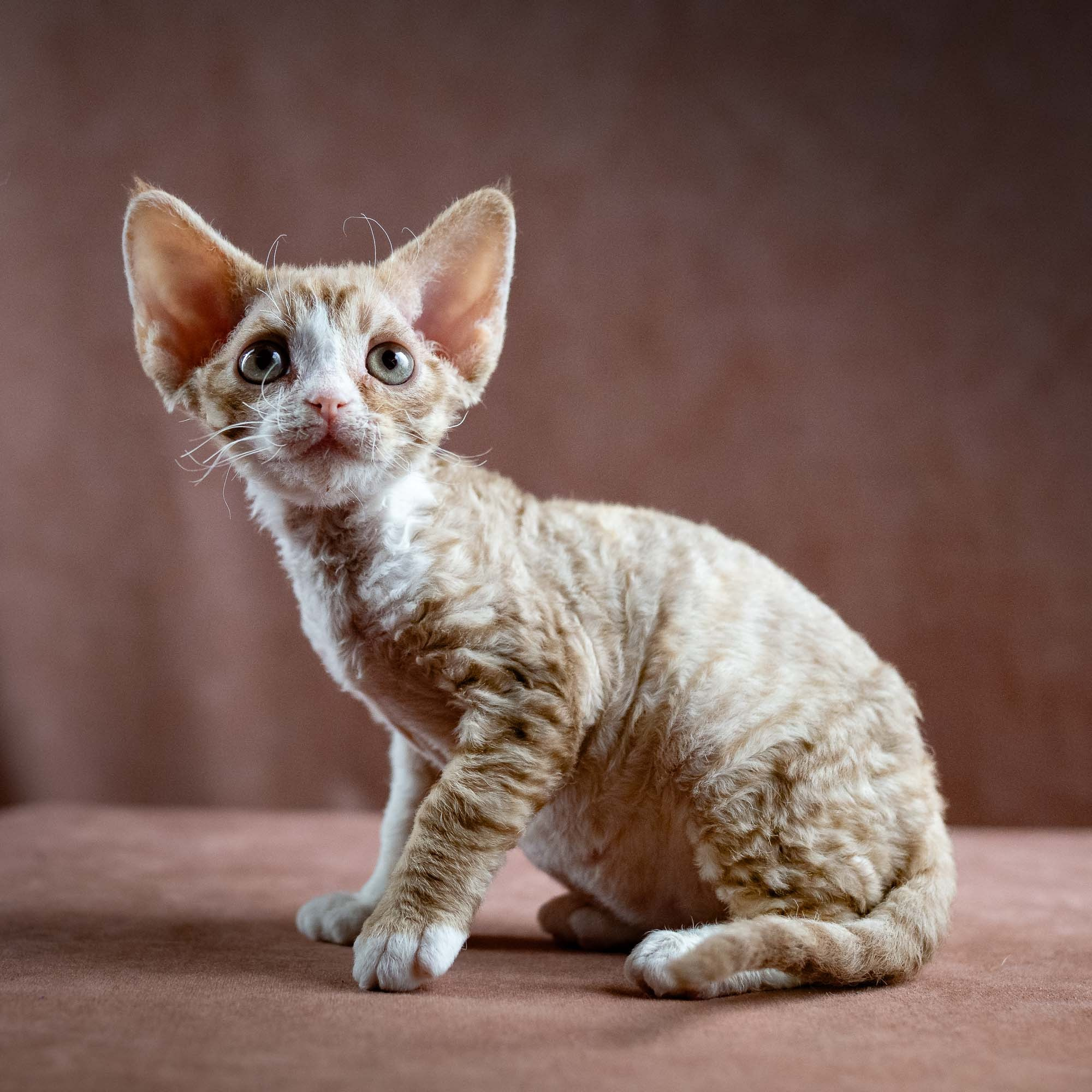 Houston, girl, born 04.20.25. Devon Rex Pixie Cattery