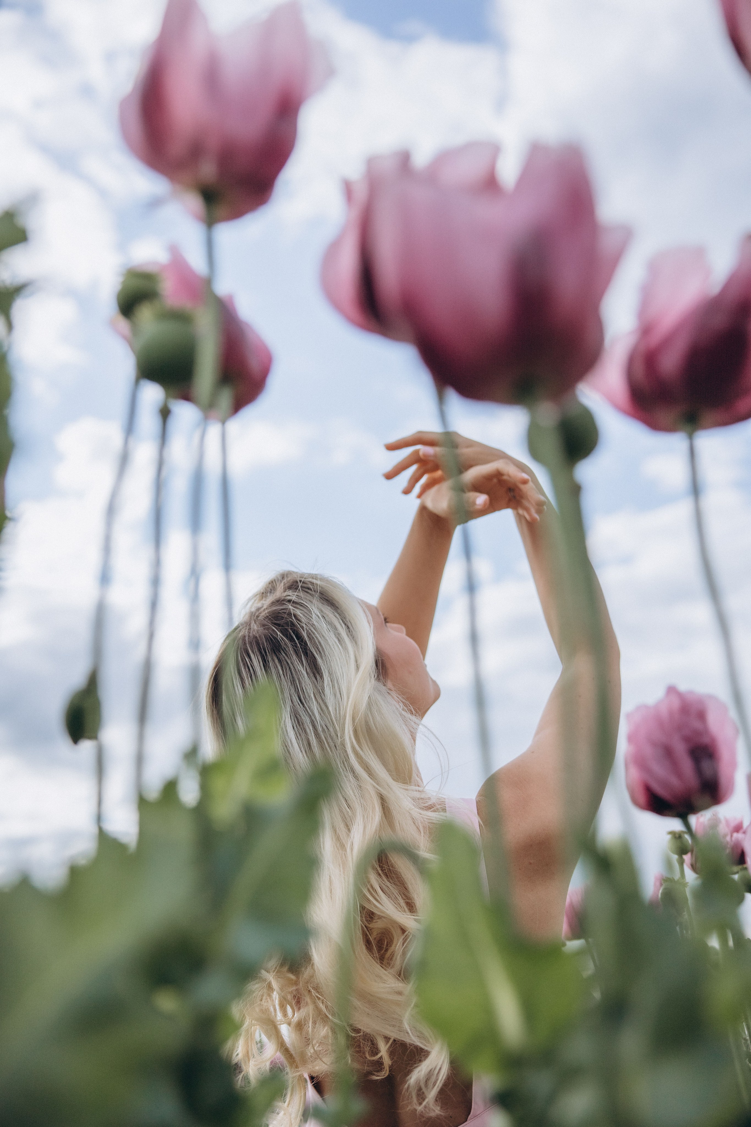 Pink Poppies. Kristina Podolyakova - Fotografin in Ludwigsburg