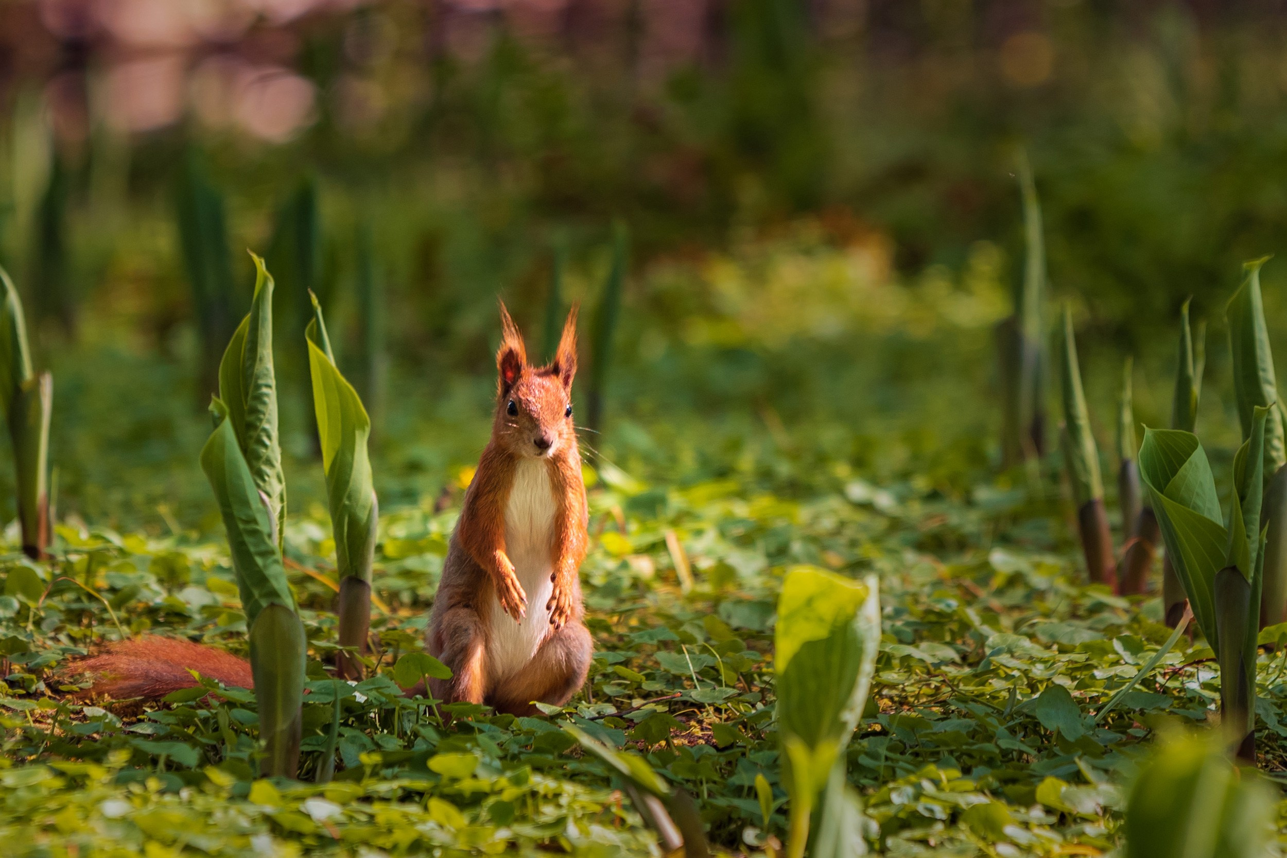 Royal Baths Park — Warsaw. Photographer in Yerevan