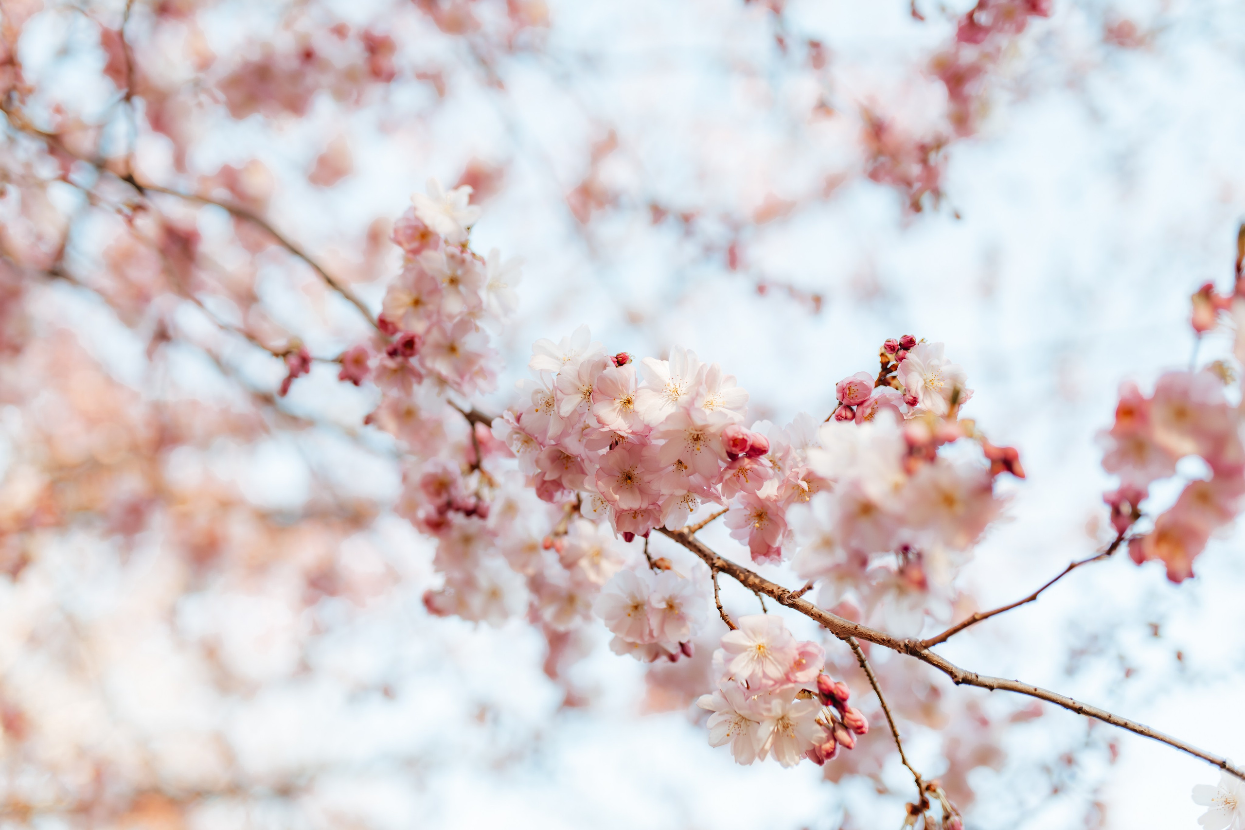 Fotogrāfe Zane Stulpiņa