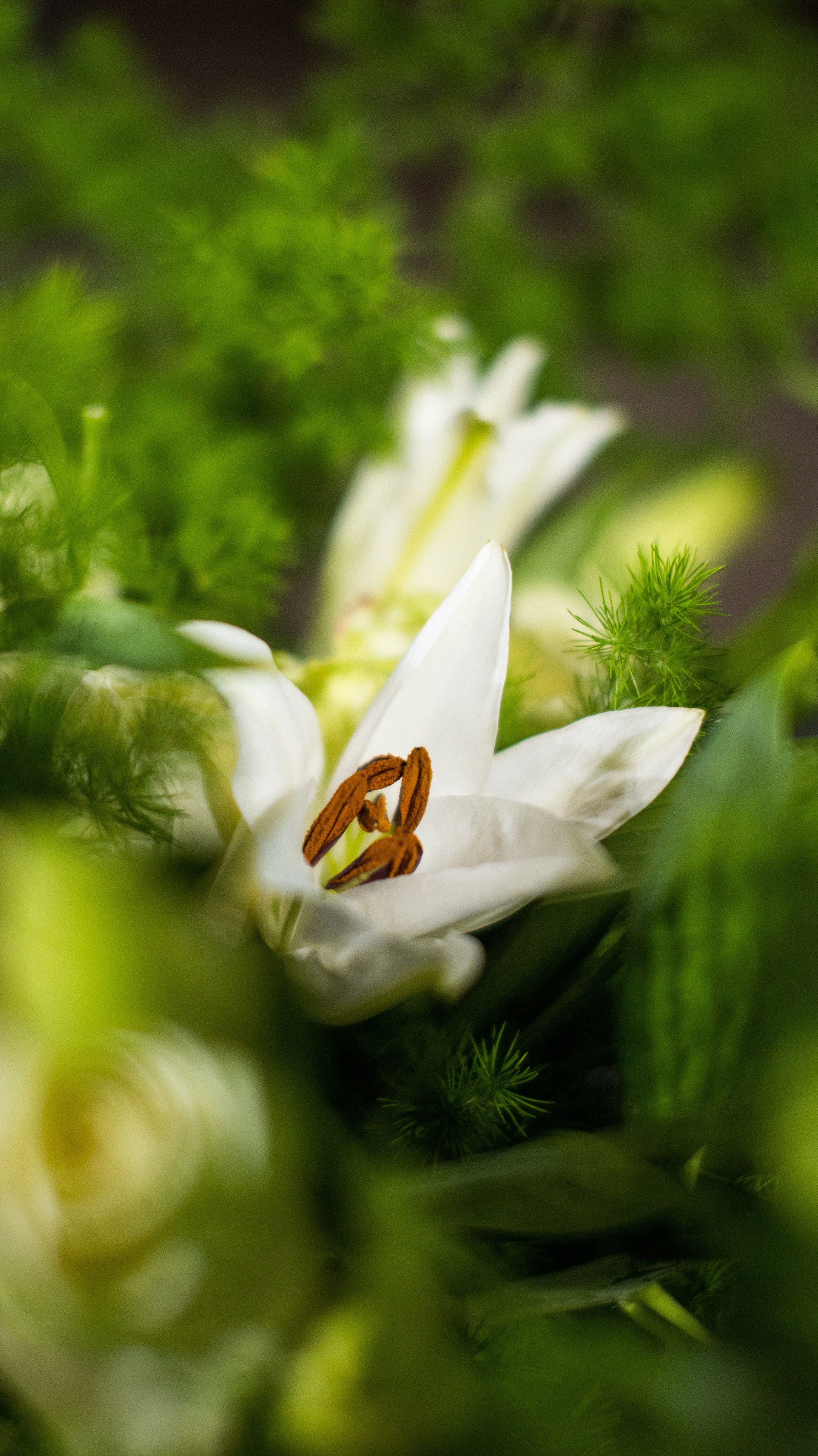 Flowers decor. Сімейний, дитячий та репортажний фотограф з Києва