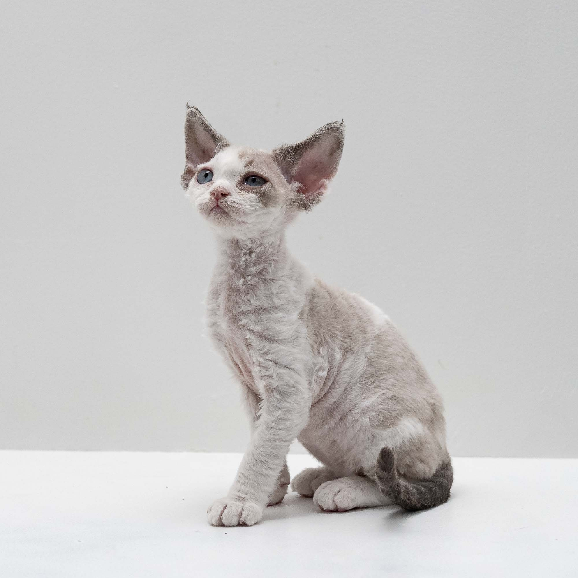 Frodo, boy, born on 01.01.25. Devon Rex Pixie Cattery
