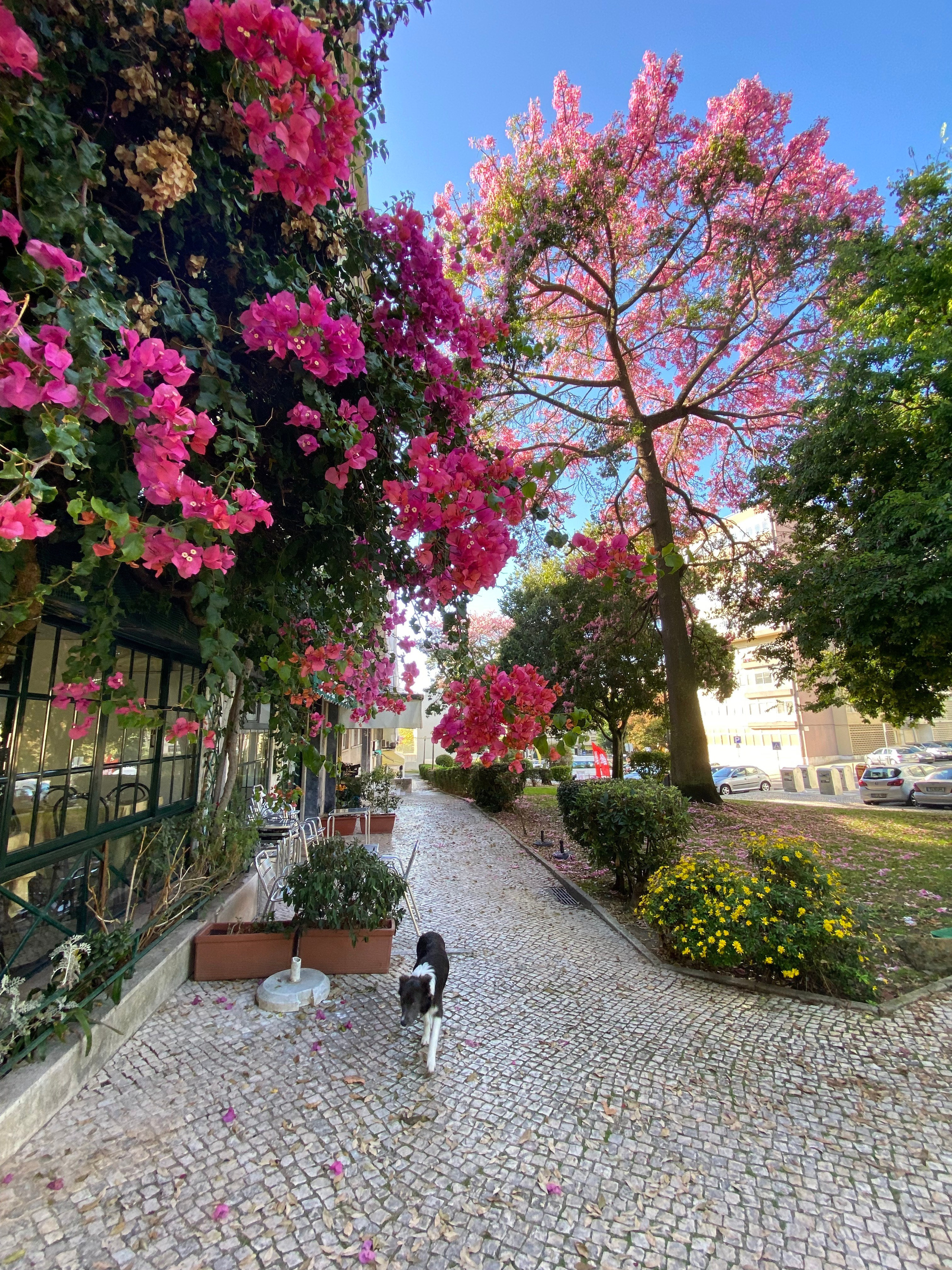 Jógový pobyt v Portugalsku 2024. Mateřství. Nevýchova. Život v souladu s přírodou. Jóga