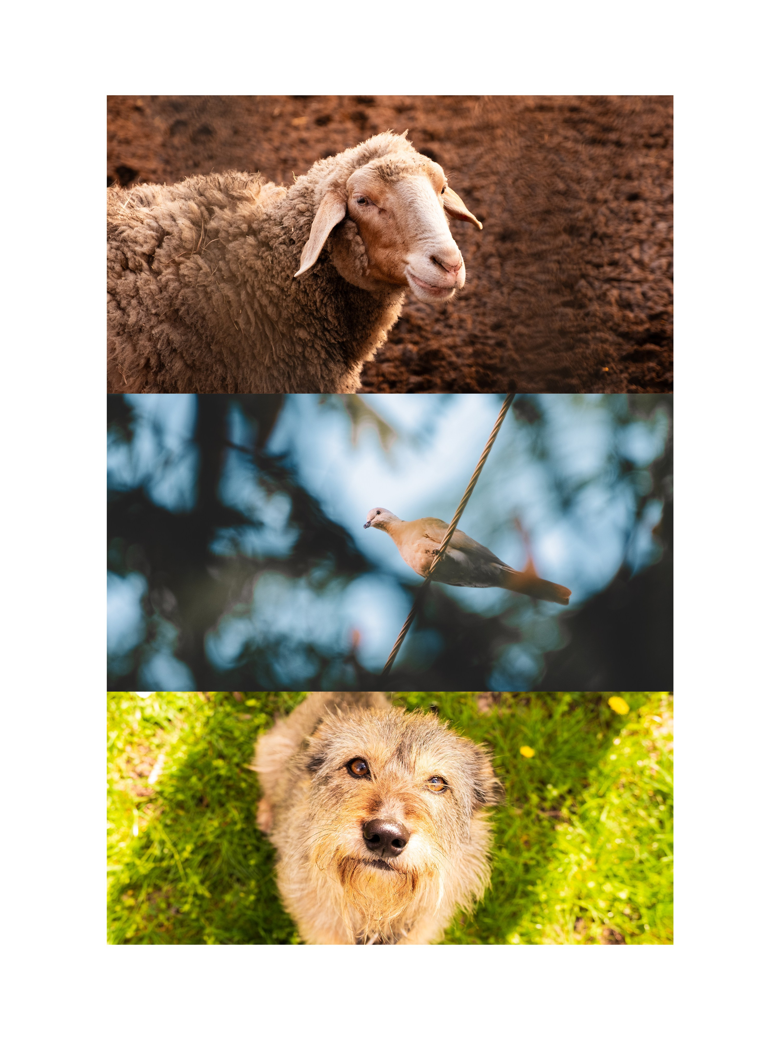 Contact. Sima.jpg | Fotograf i videograf iz Zrenjanina i Novog Sada | Venčanja, portreti, događaji i komercijalna fotografija