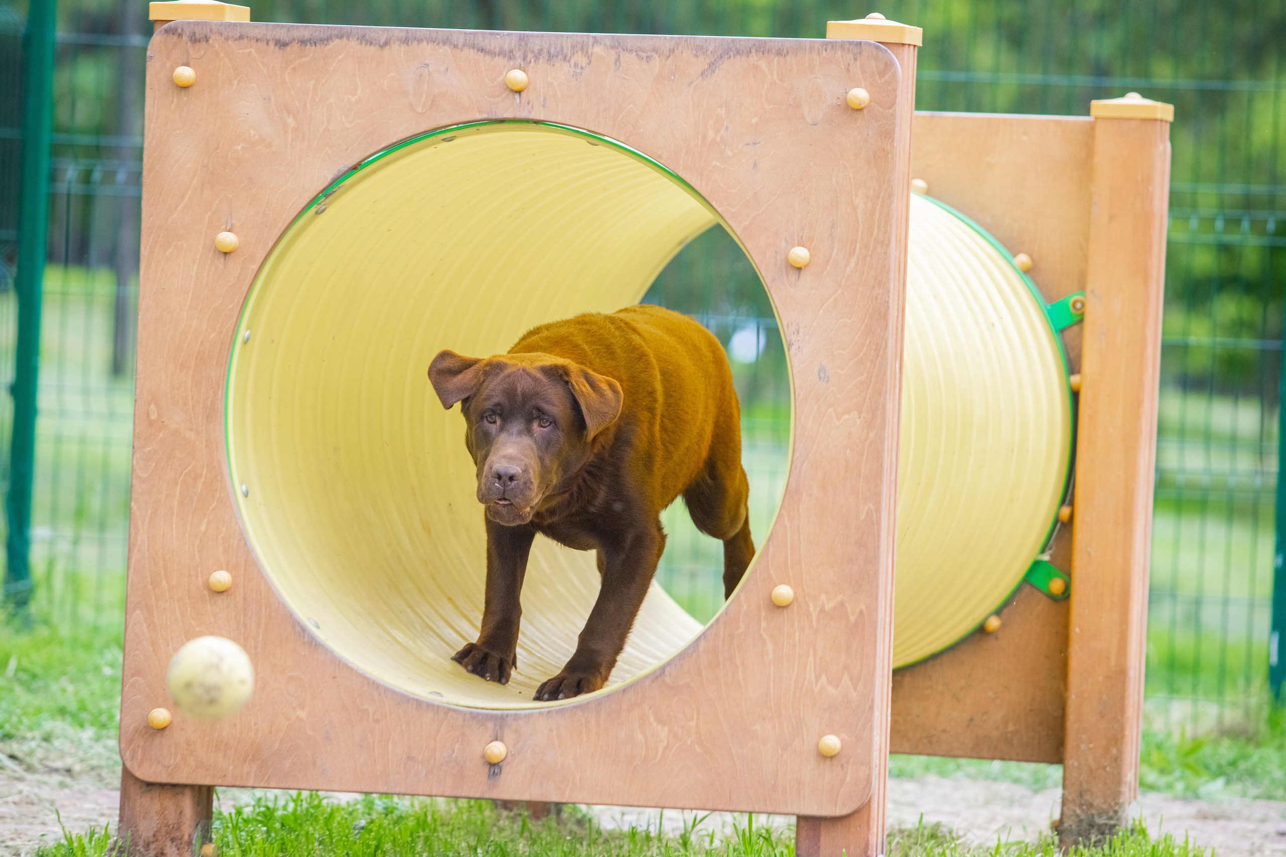 Da Vinci. Цуценята лабрадор ретривера, Дніпро, Україна