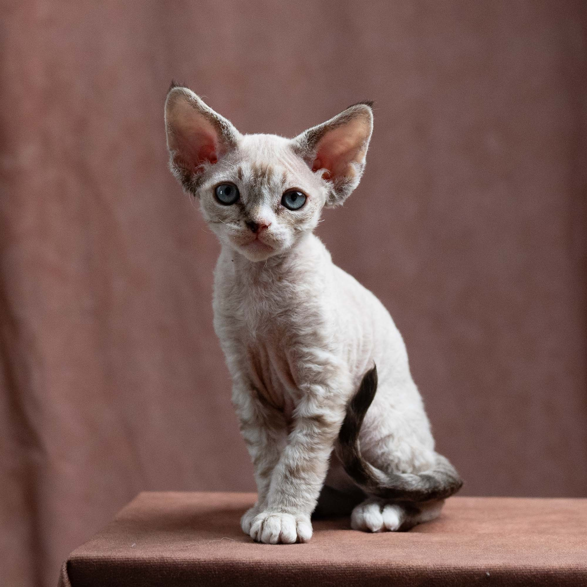 Fuzzy, boy, born on 01.01.25. Devon Rex Pixie Cattery
