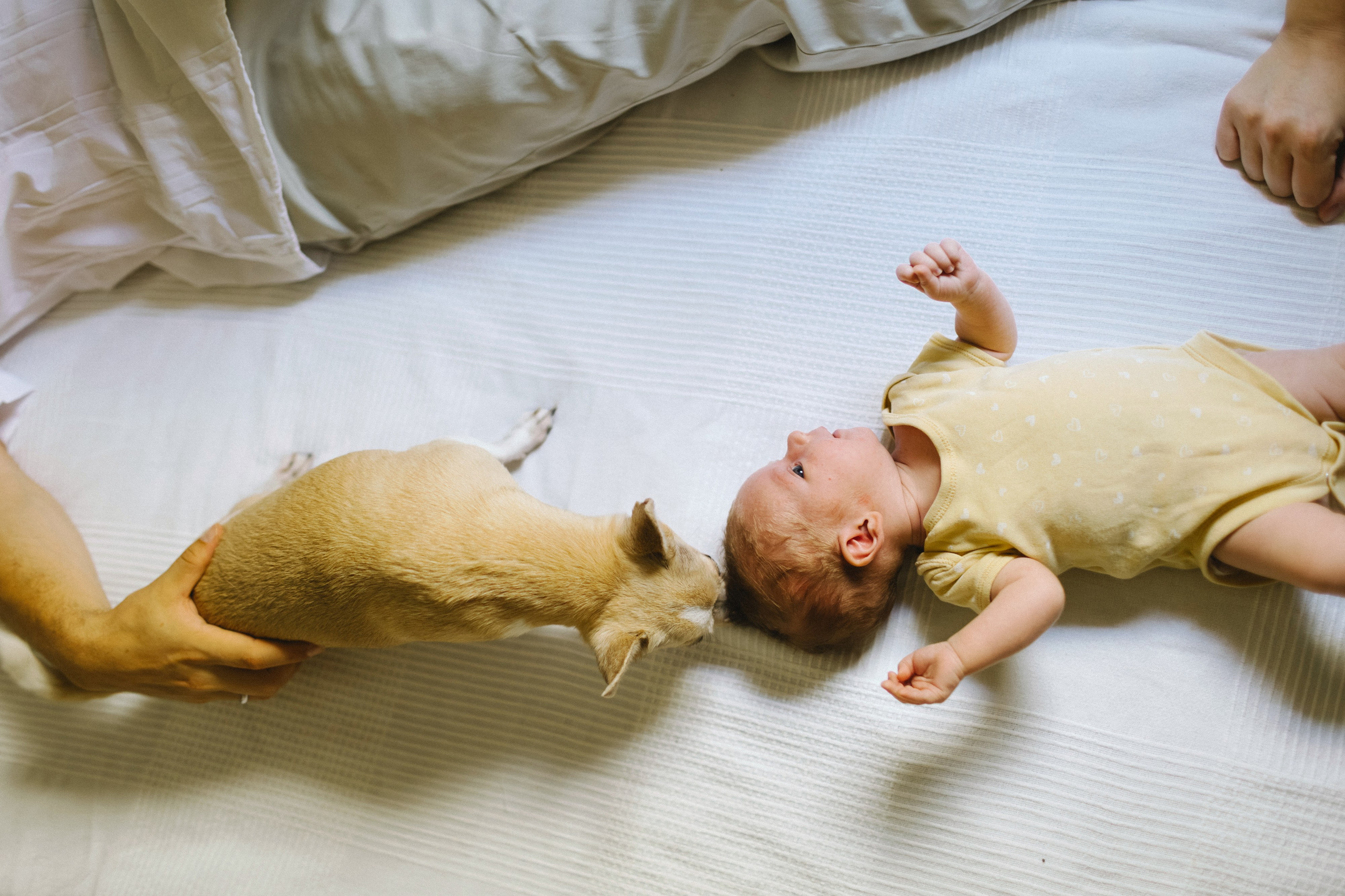 Ella 2 month. Family photographer in Israel